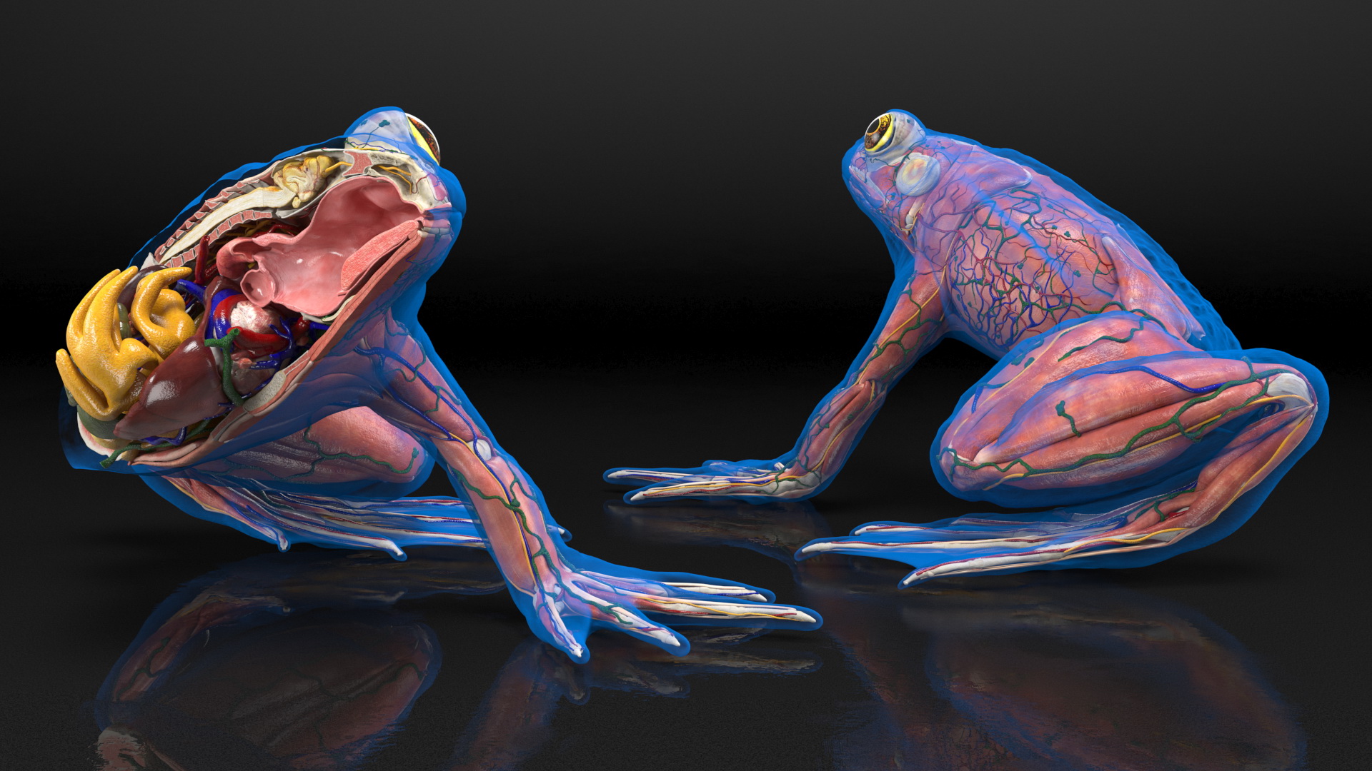 Frog Anatomy Left Side Transparent 3D model