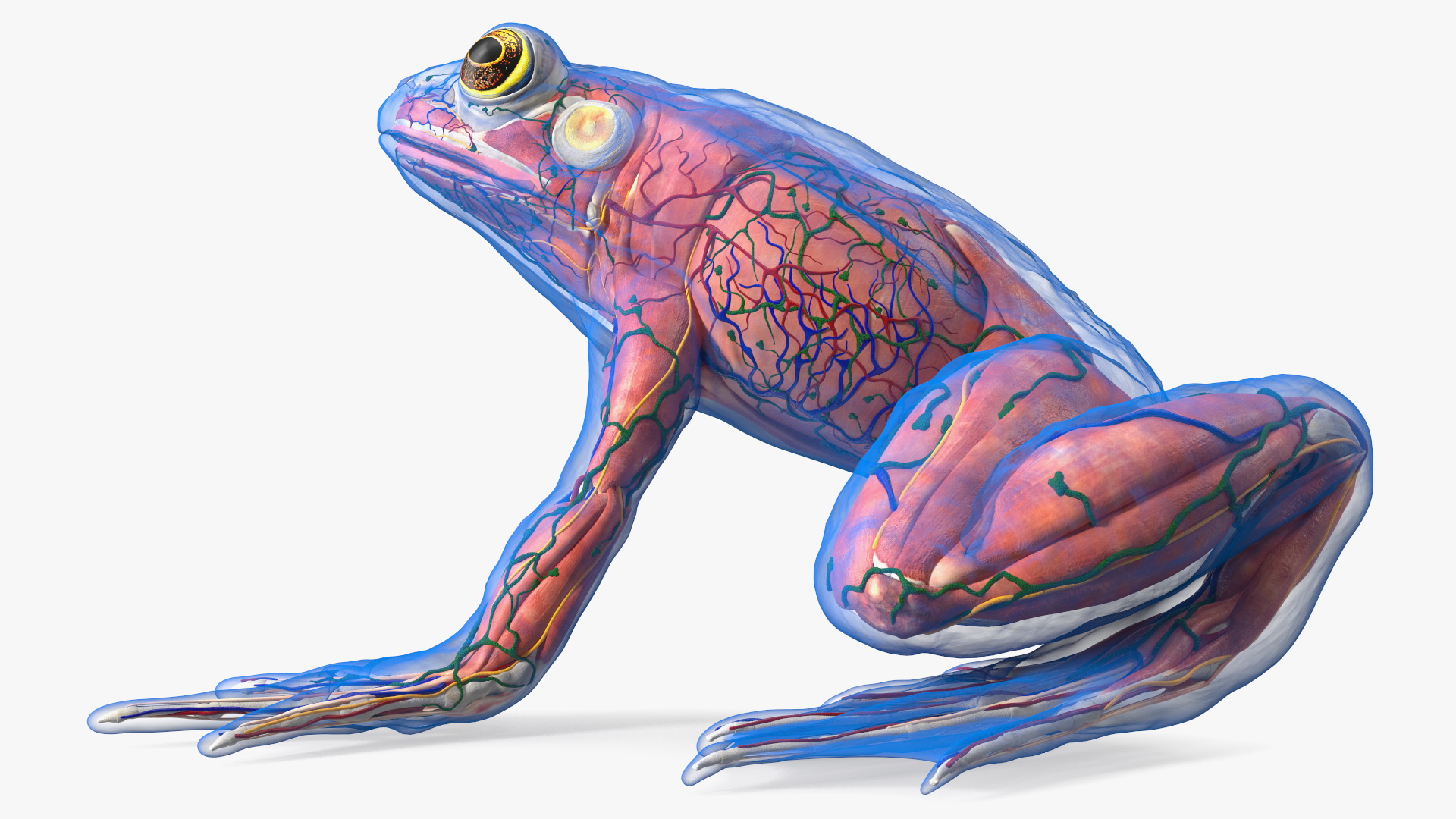 Frog Anatomy Left Side Transparent 3D model