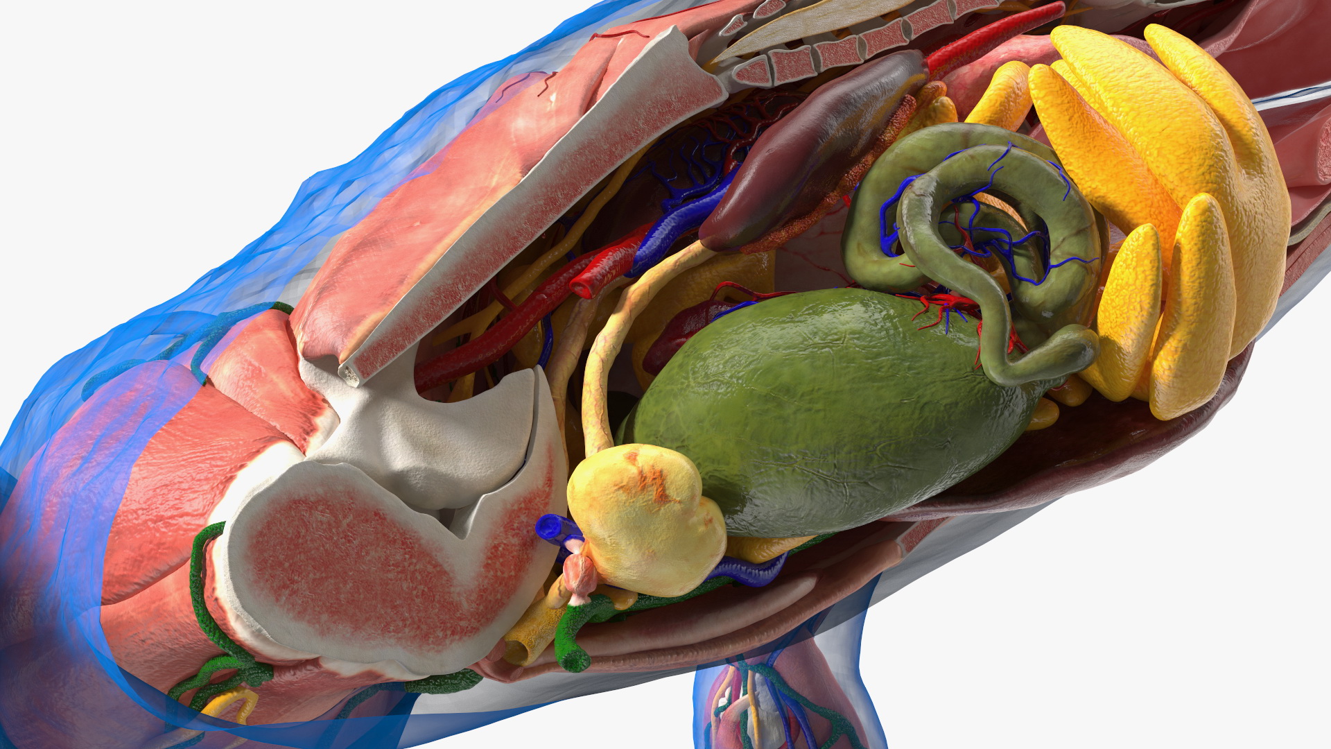 Frog Anatomy Left Side Transparent 3D model