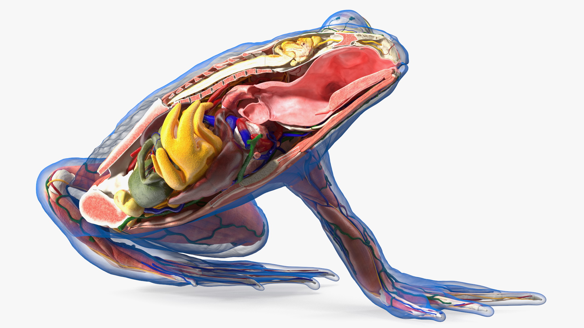 Frog Anatomy Left Side Transparent 3D model