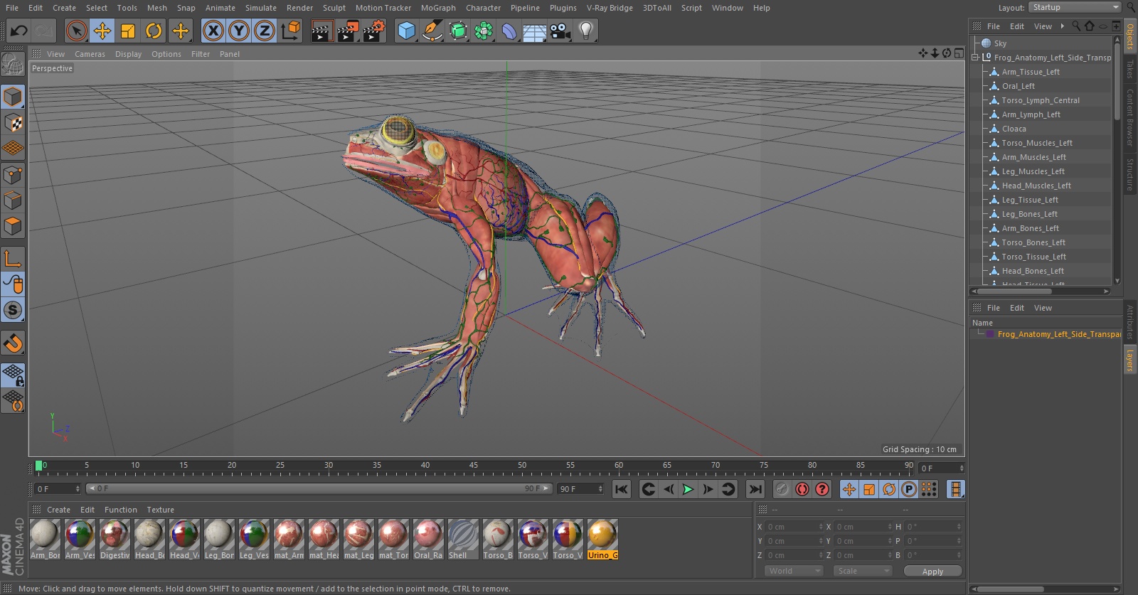 Frog Anatomy Left Side Transparent 3D model