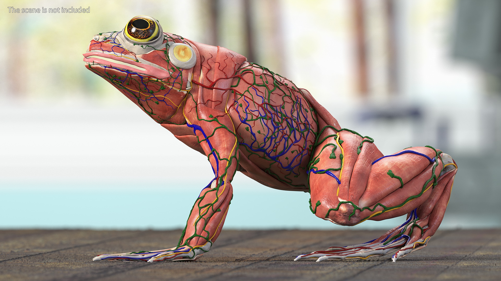 Frog Anatomy Left Side Transparent 3D model