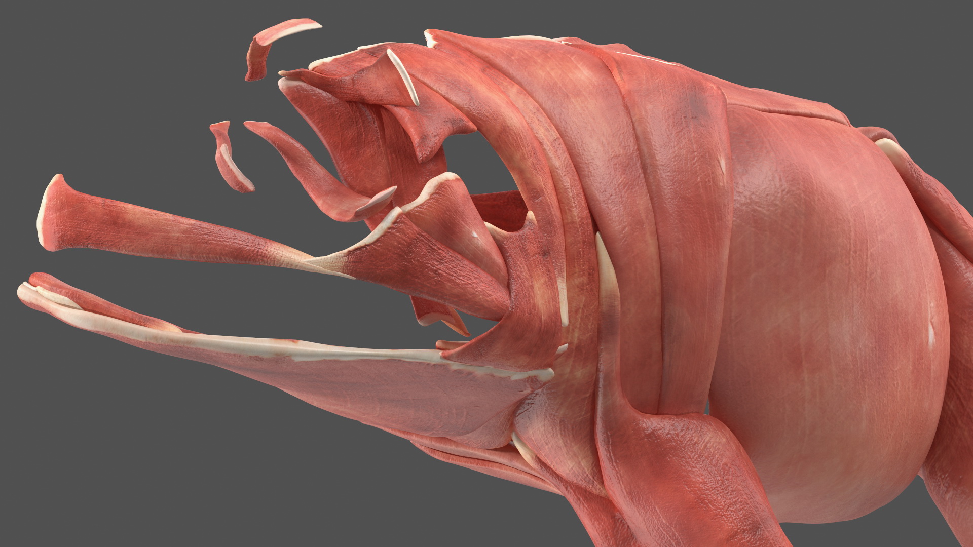 Frog Anatomy Left Side Transparent 3D model