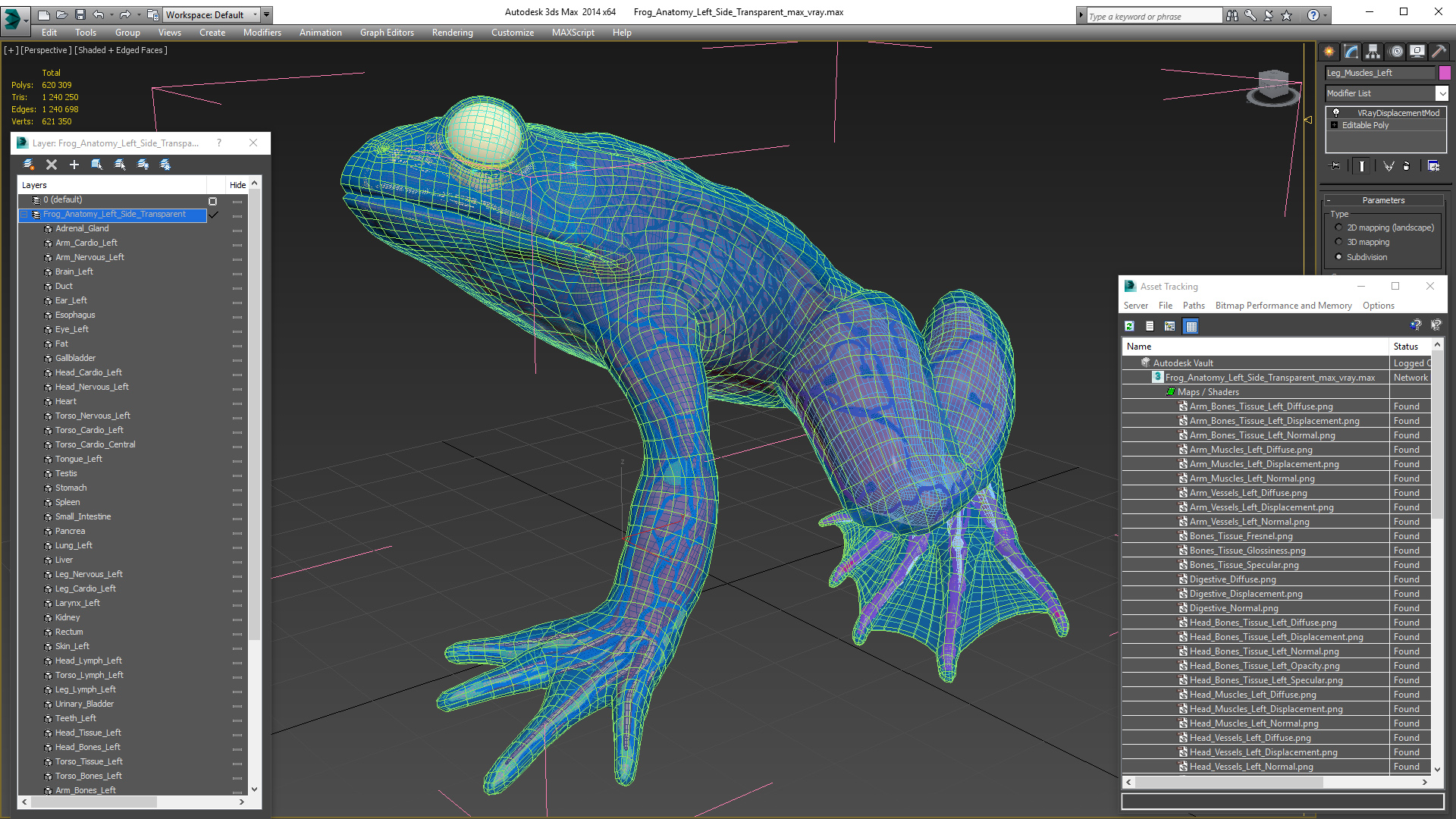 Frog Anatomy Left Side Transparent 3D model