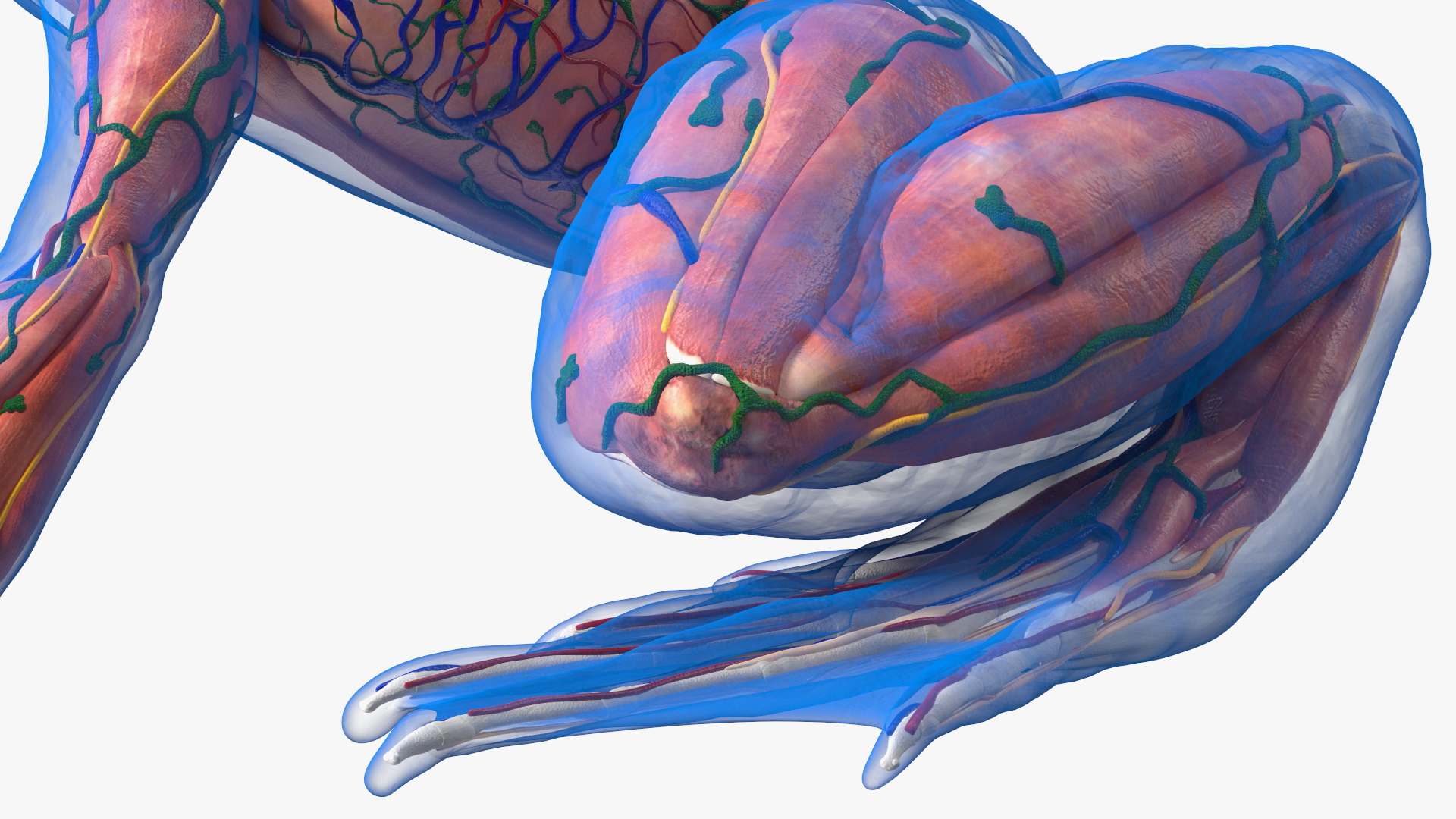 Frog Anatomy Left Side Transparent 3D model
