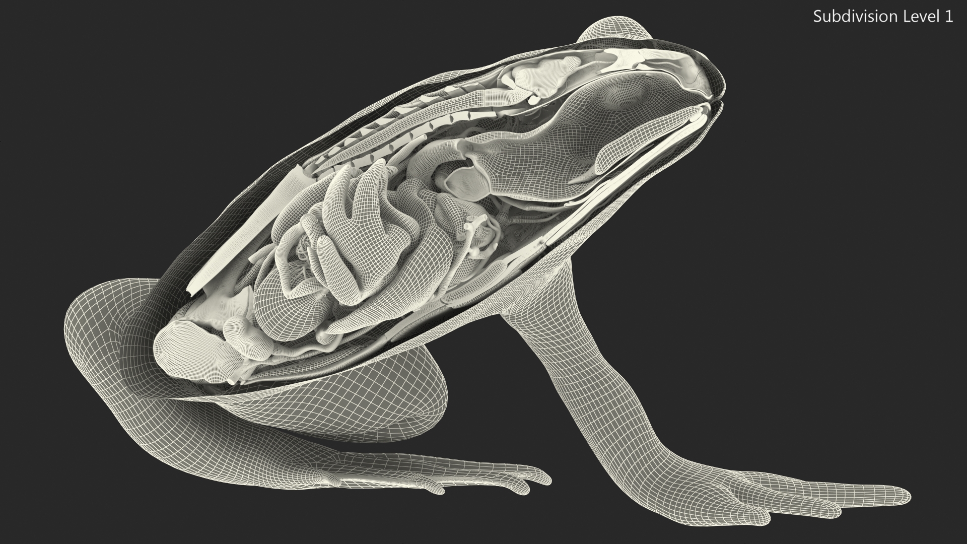 Frog Anatomy Left Side Transparent 3D model