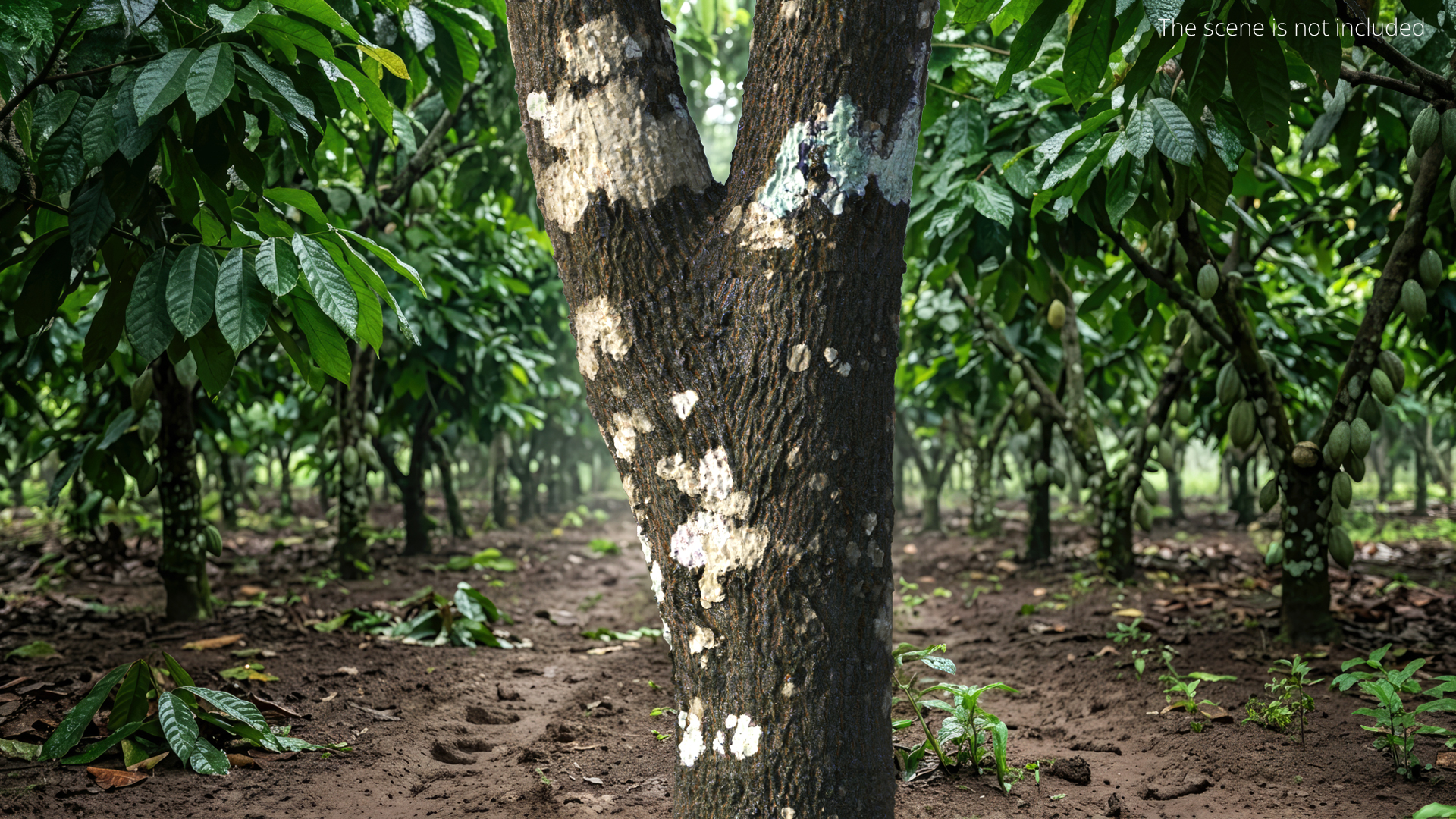 Leafless Theobroma Cacao Tree, view 2