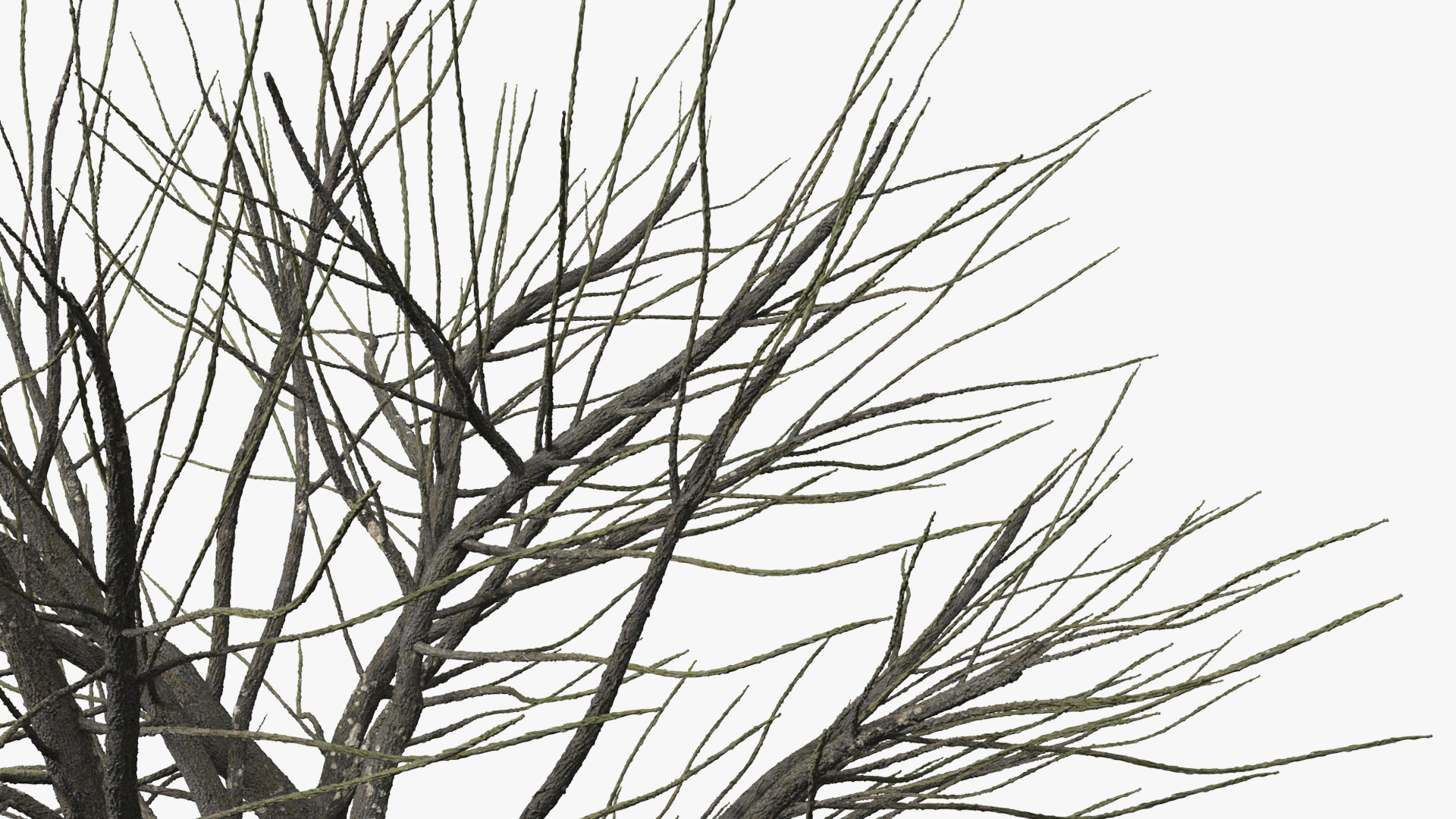 Leafless Theobroma Cacao Tree, view 7