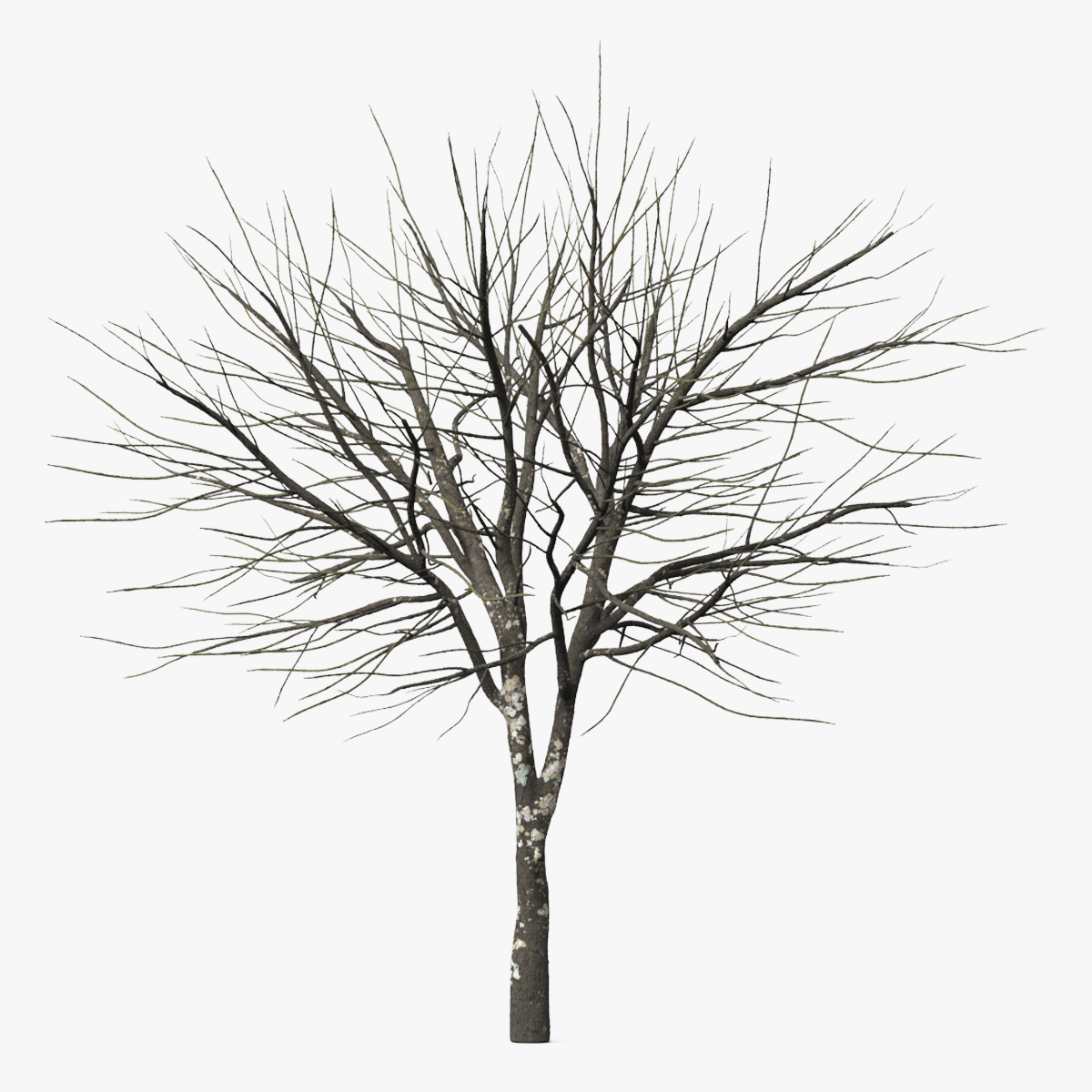 Leafless Theobroma Cacao Tree