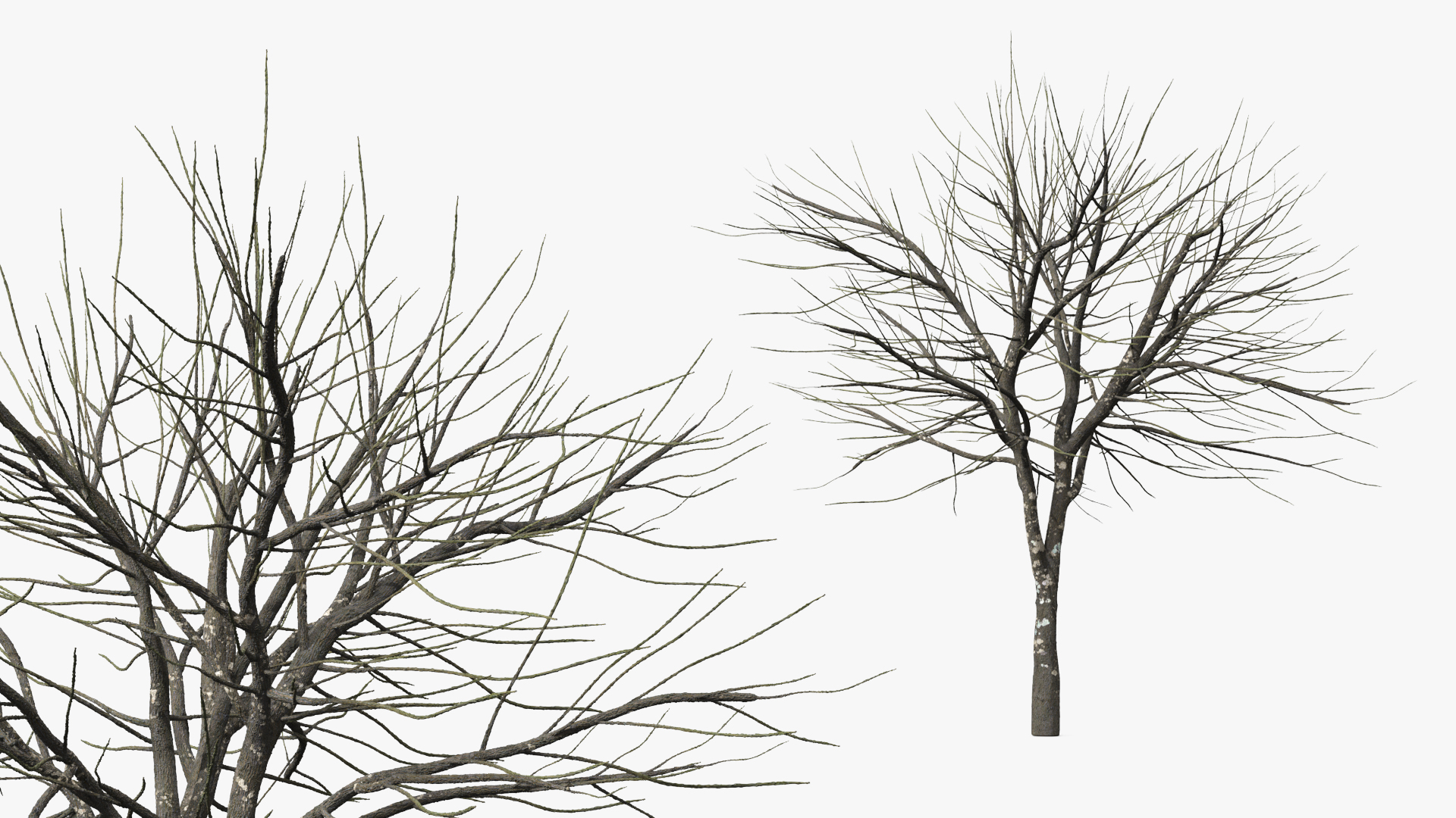 Leafless Theobroma Cacao Tree, view 3