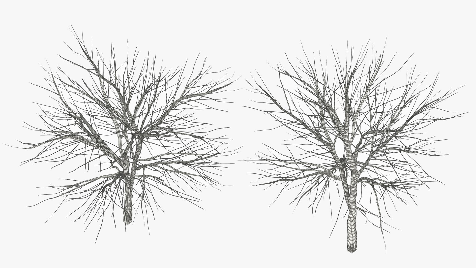 Leafless Theobroma Cacao Tree, view 10