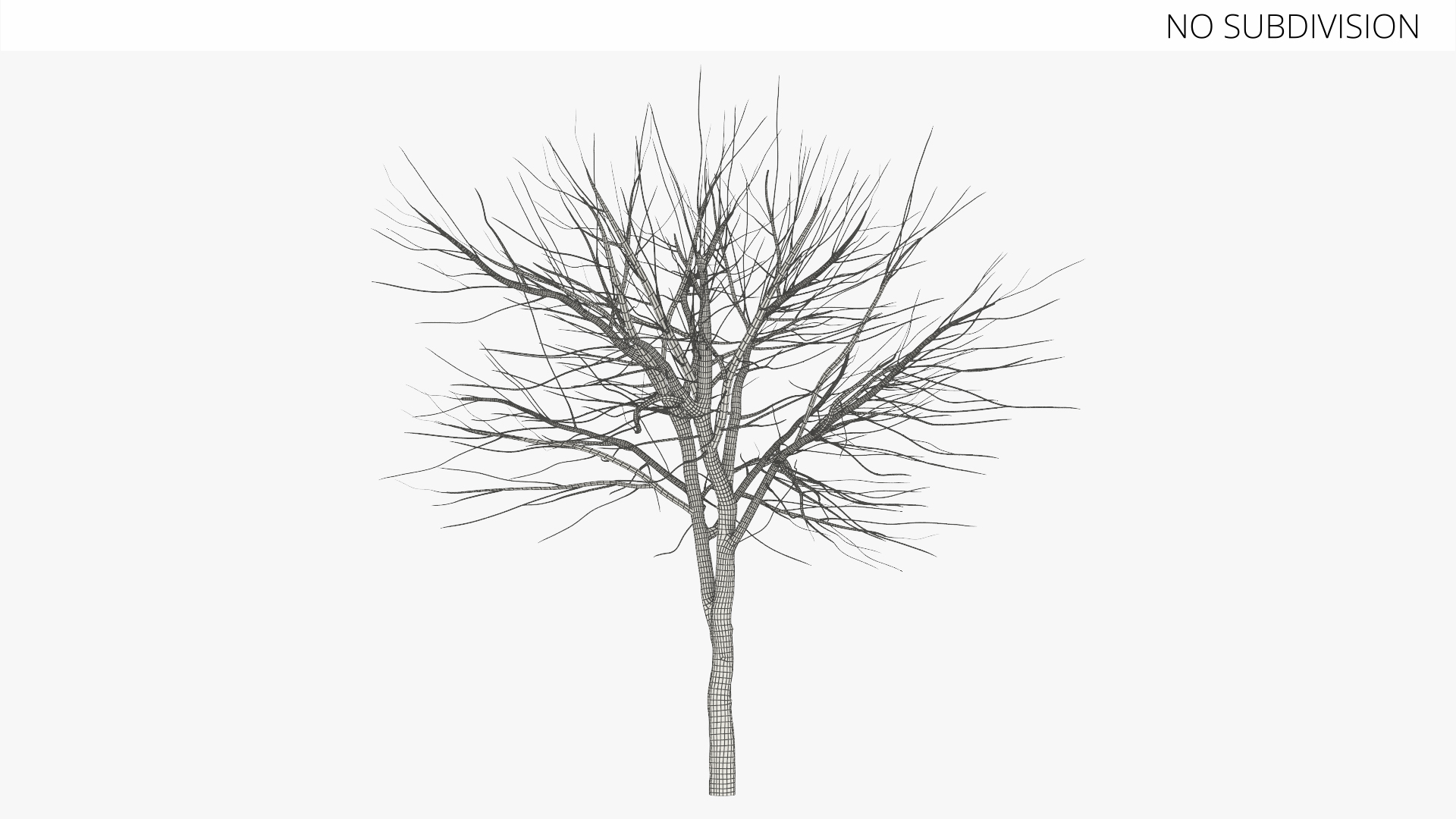 Leafless Theobroma Cacao Tree, view 9