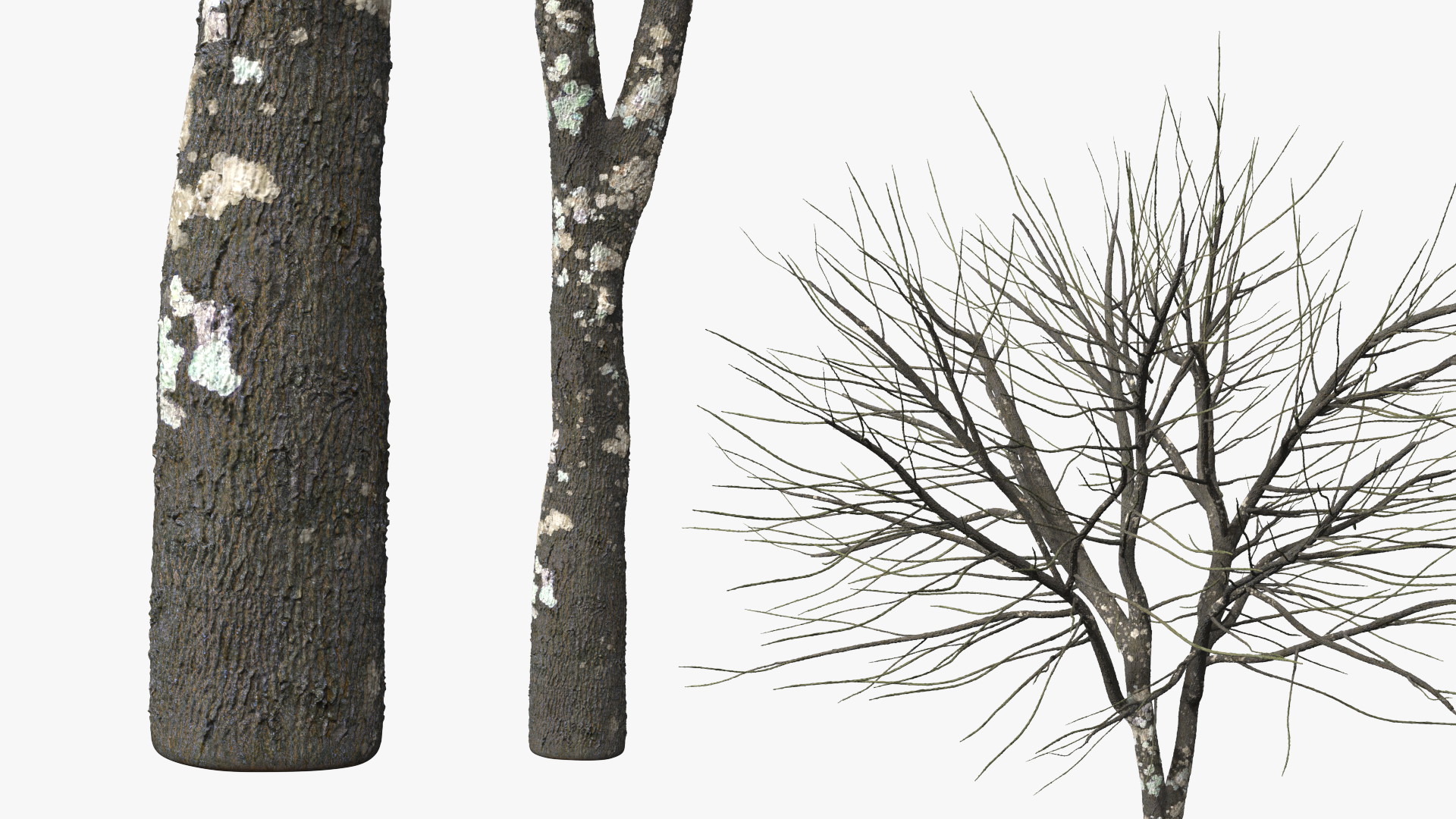 Leafless Theobroma Cacao Tree, view 5