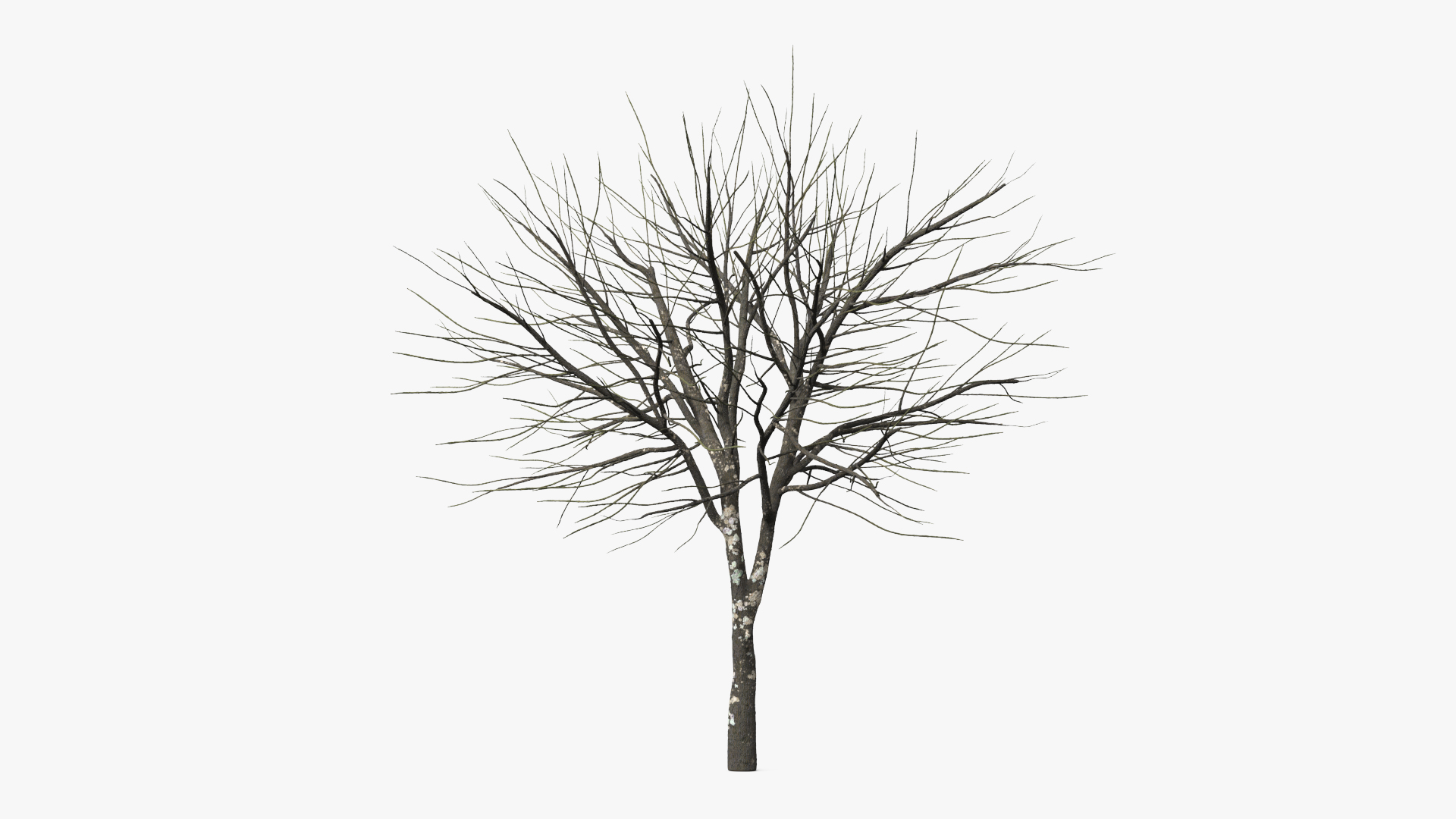 Leafless Theobroma Cacao Tree