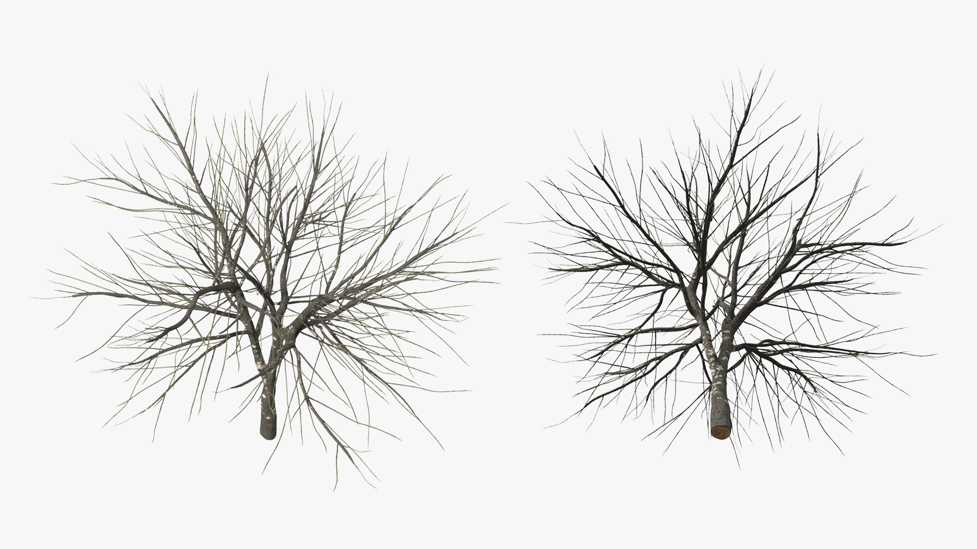 Leafless Theobroma Cacao Tree, view 4