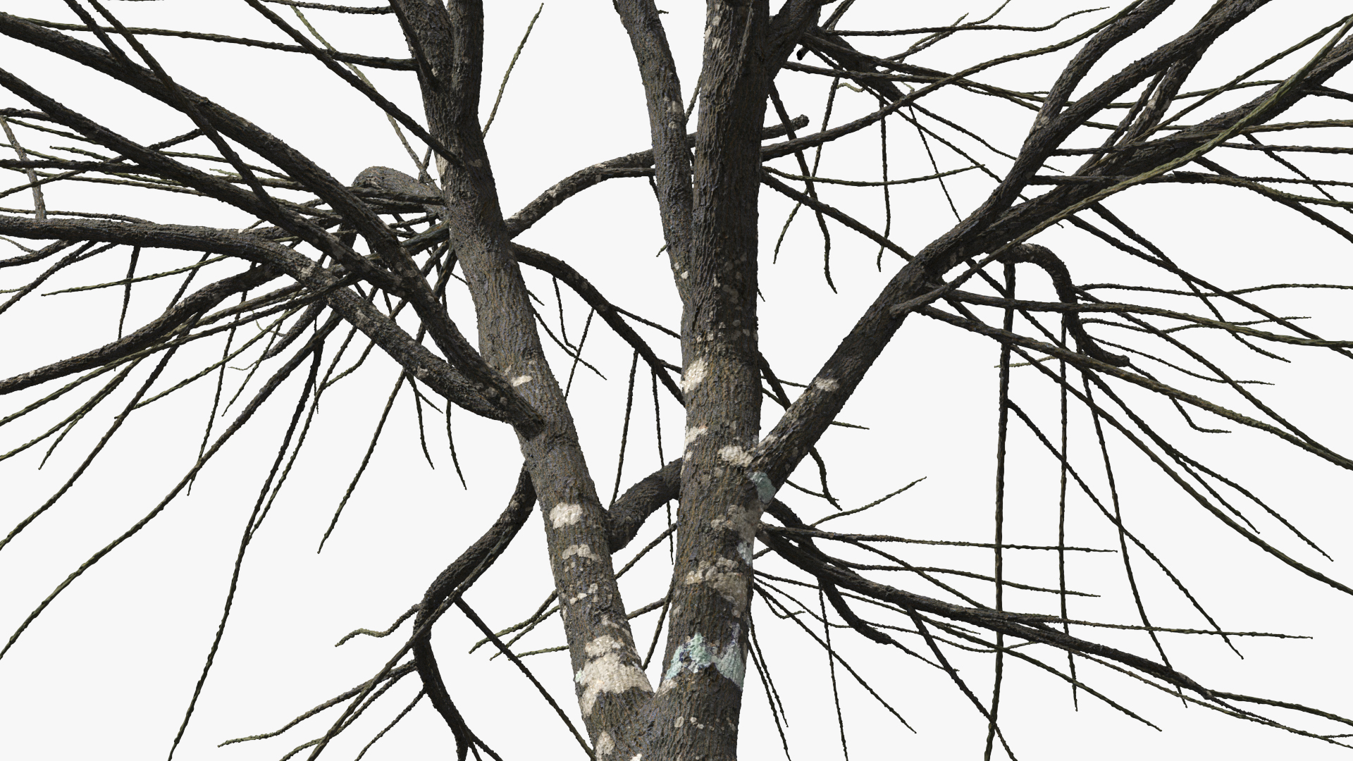 Leafless Theobroma Cacao Tree, view 6