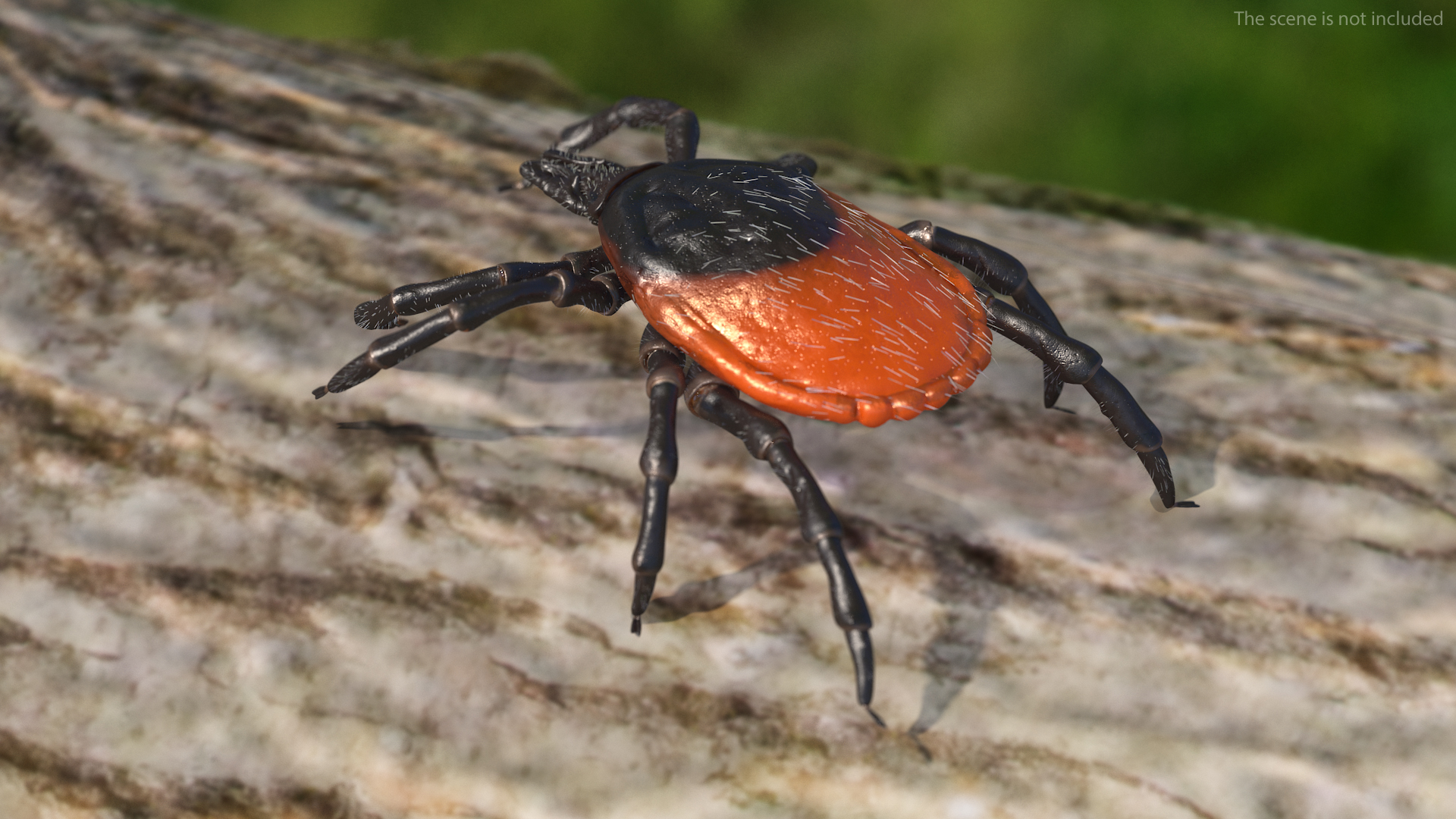 3D model Tick Fur Rigged