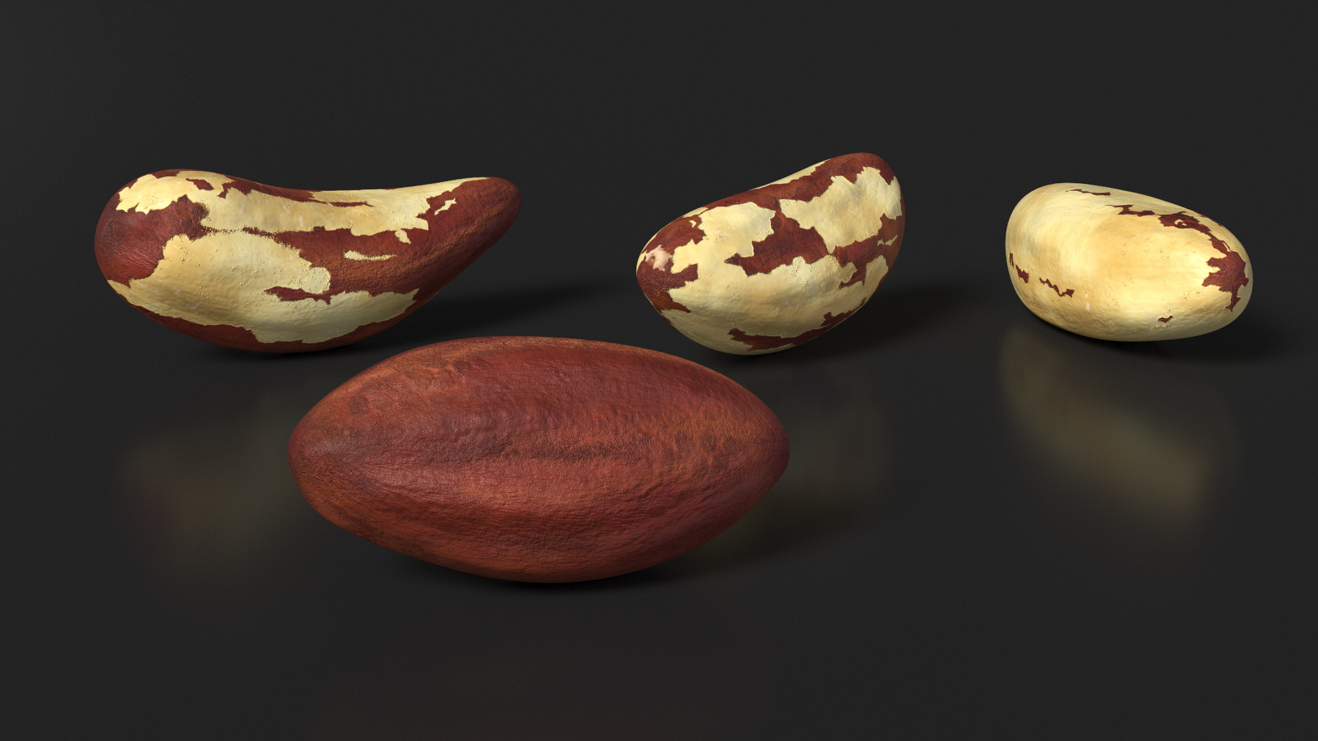 3D model Brazil Nut