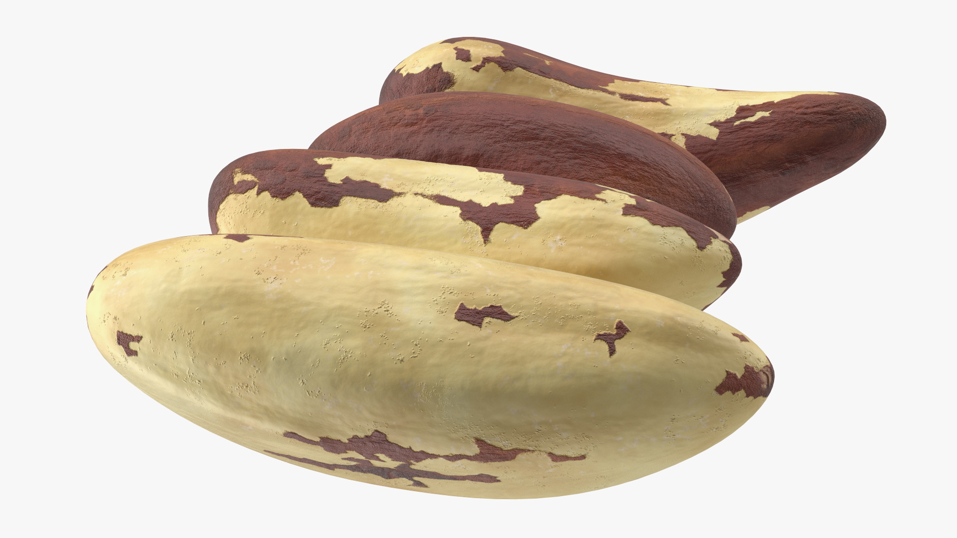 3D model Brazil Nut