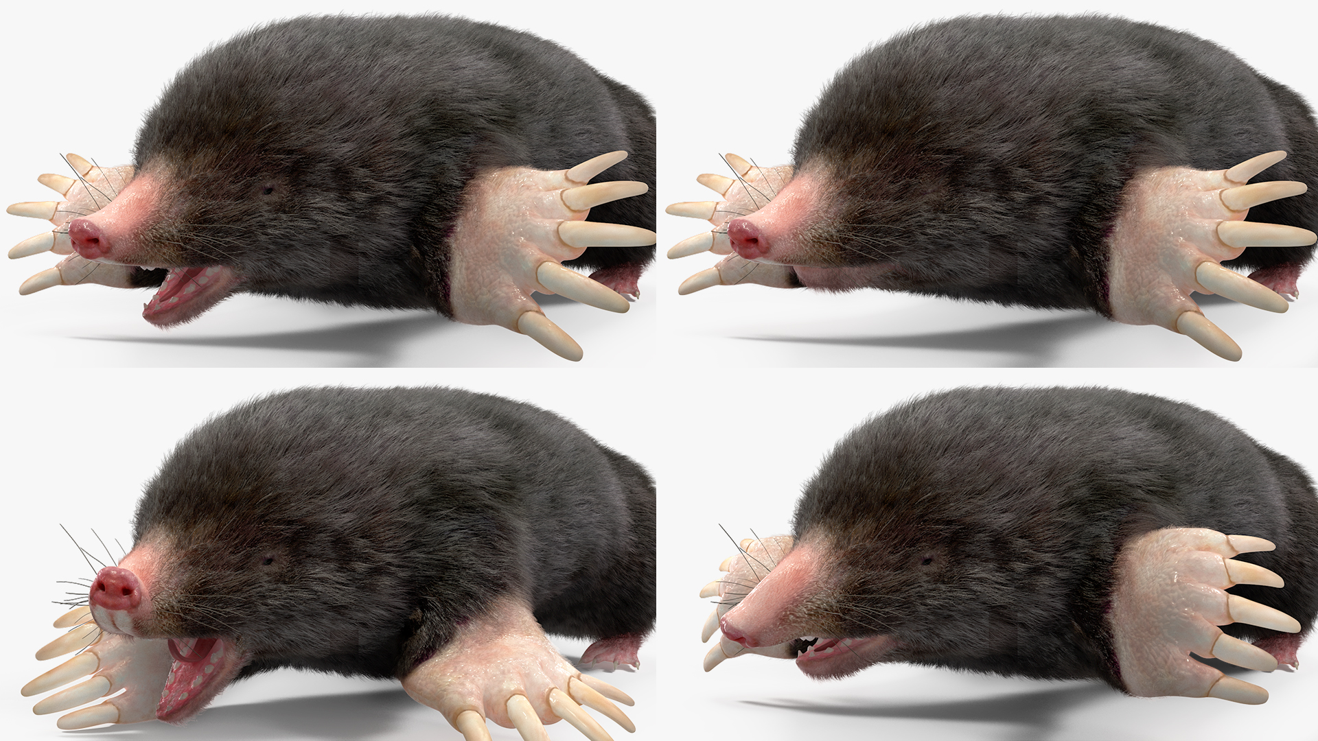 Mole Animal Fur Rigged 3D