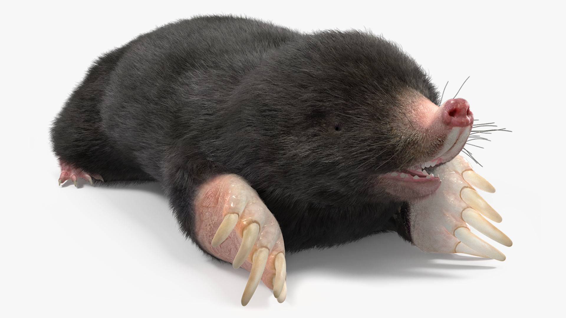 Mole Animal Fur Rigged 3D