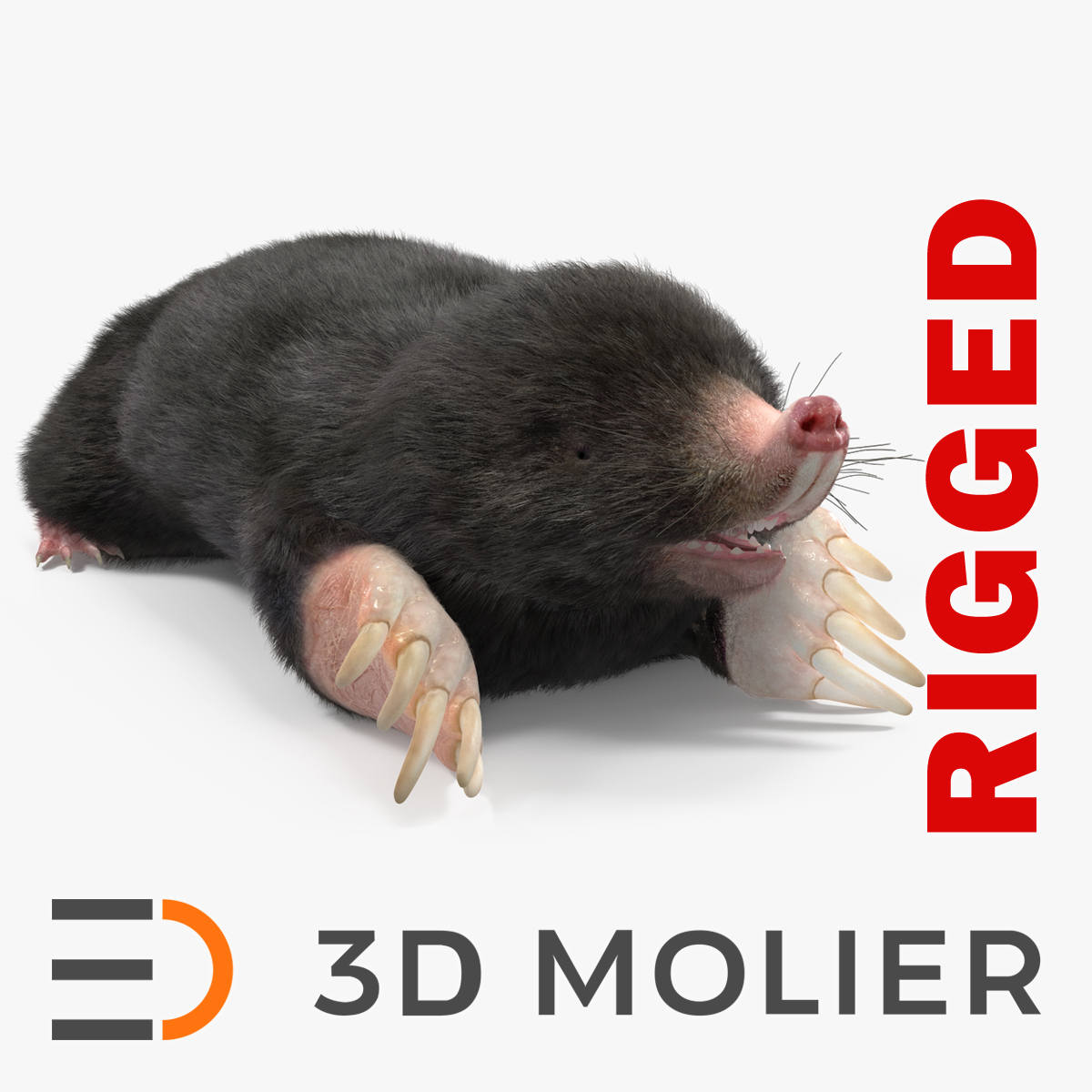 Mole Animal Fur Rigged 3D