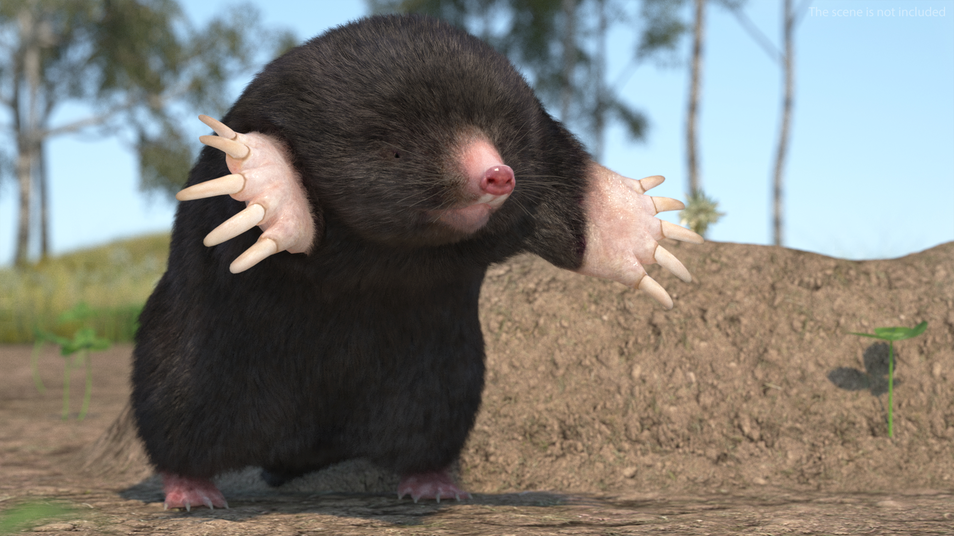 Mole Animal Fur Rigged 3D