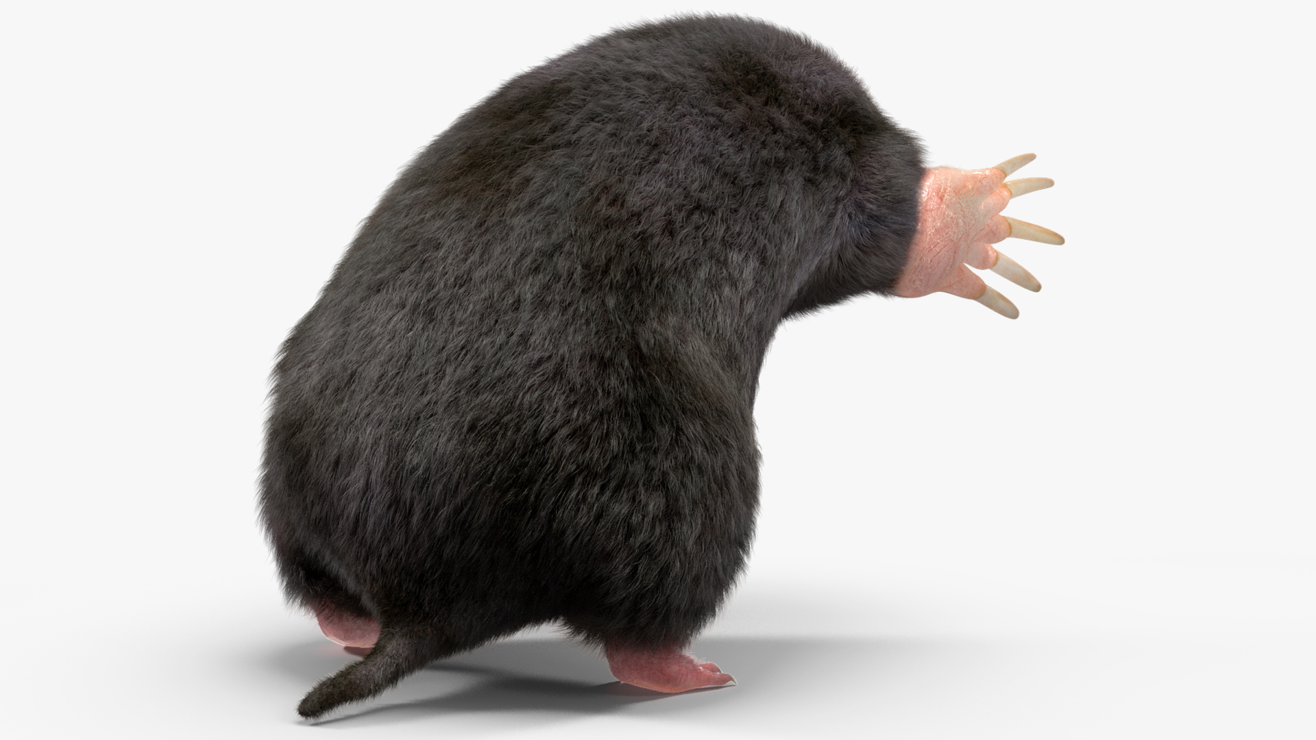 Mole Animal Fur Rigged 3D