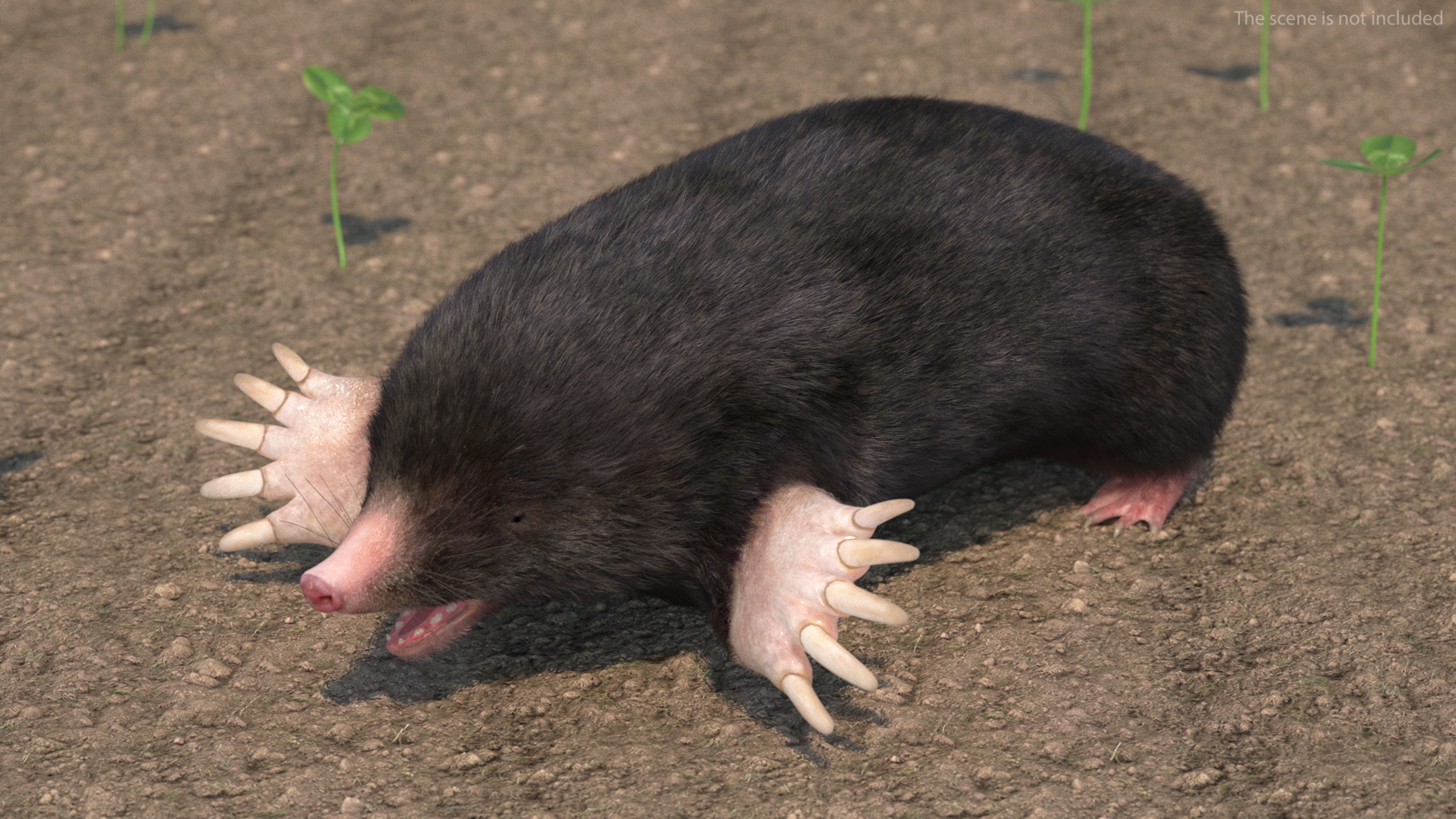 Mole Animal Fur Rigged 3D