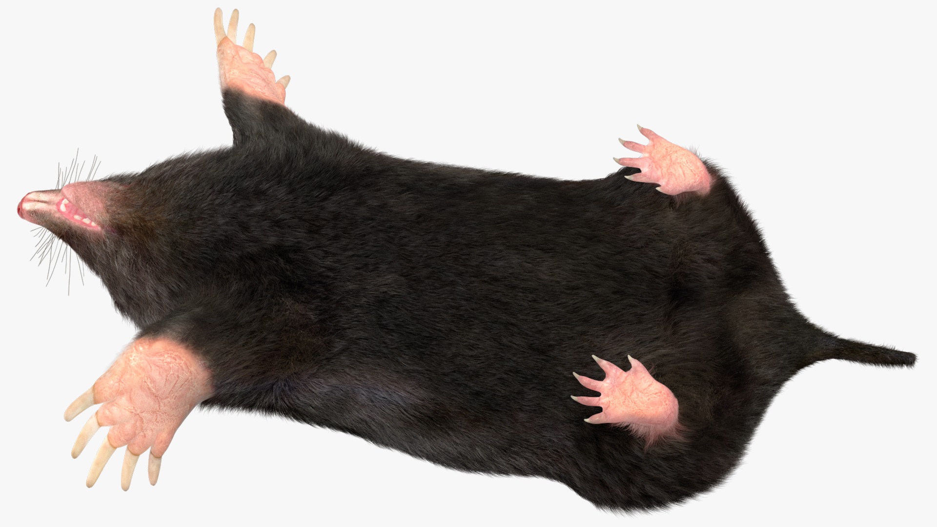 Mole Animal Fur Rigged 3D