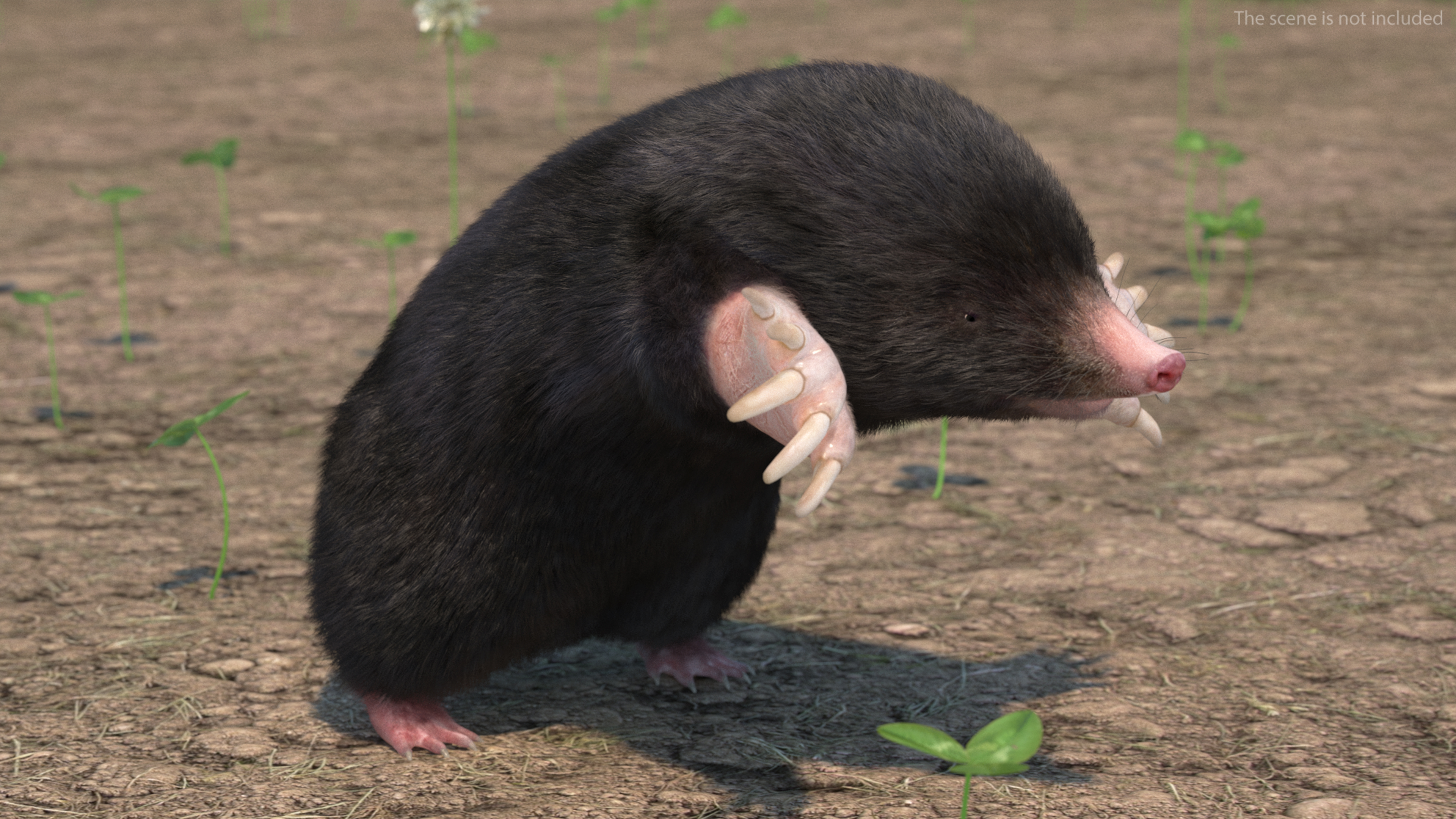 Mole Animal Fur Rigged 3D
