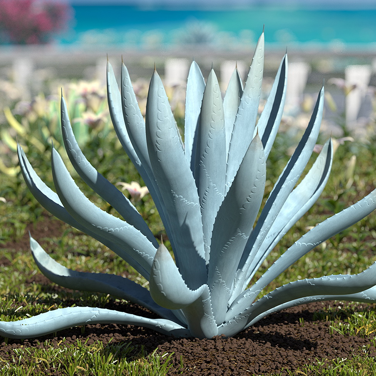 Agave Tequilana Blue Agave