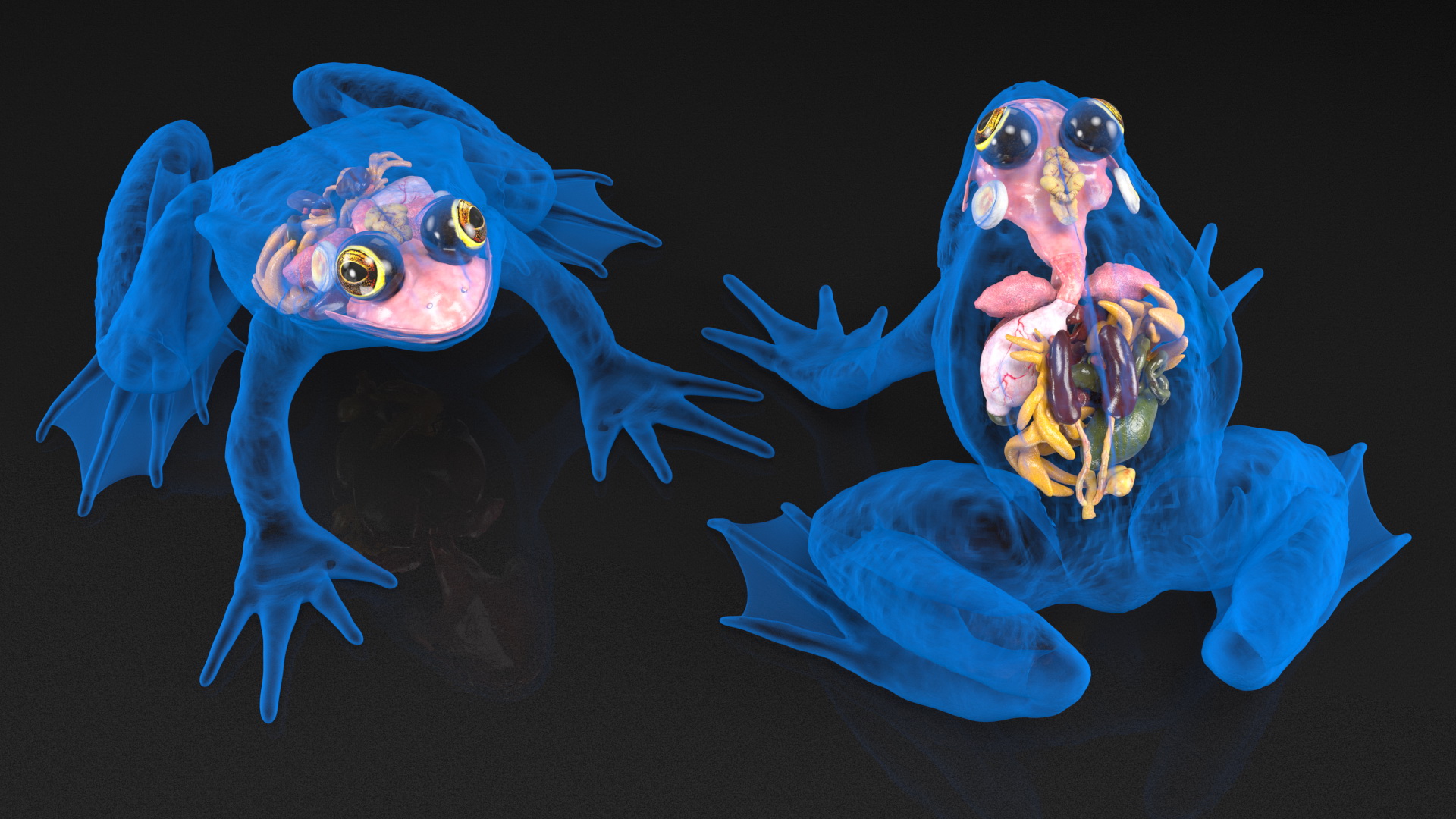 3D model Frog Internal Organs