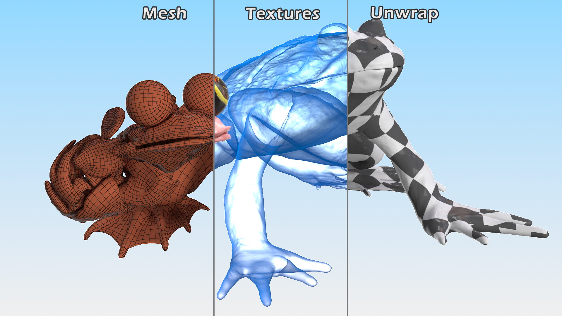 3D model Frog Internal Organs