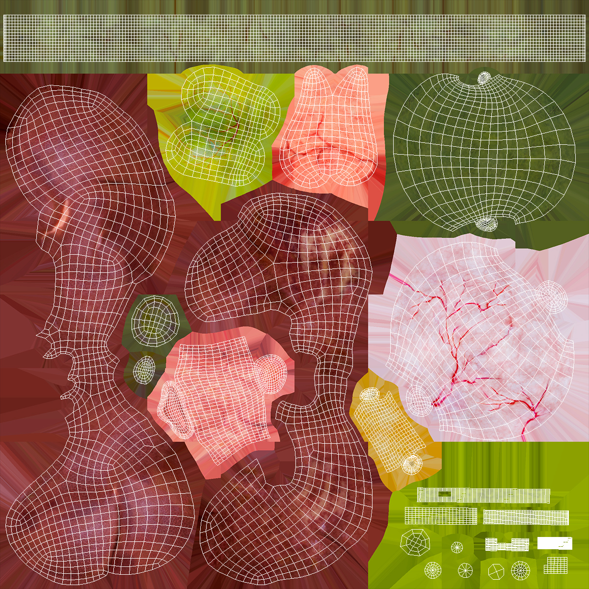 3D model Frog Internal Organs