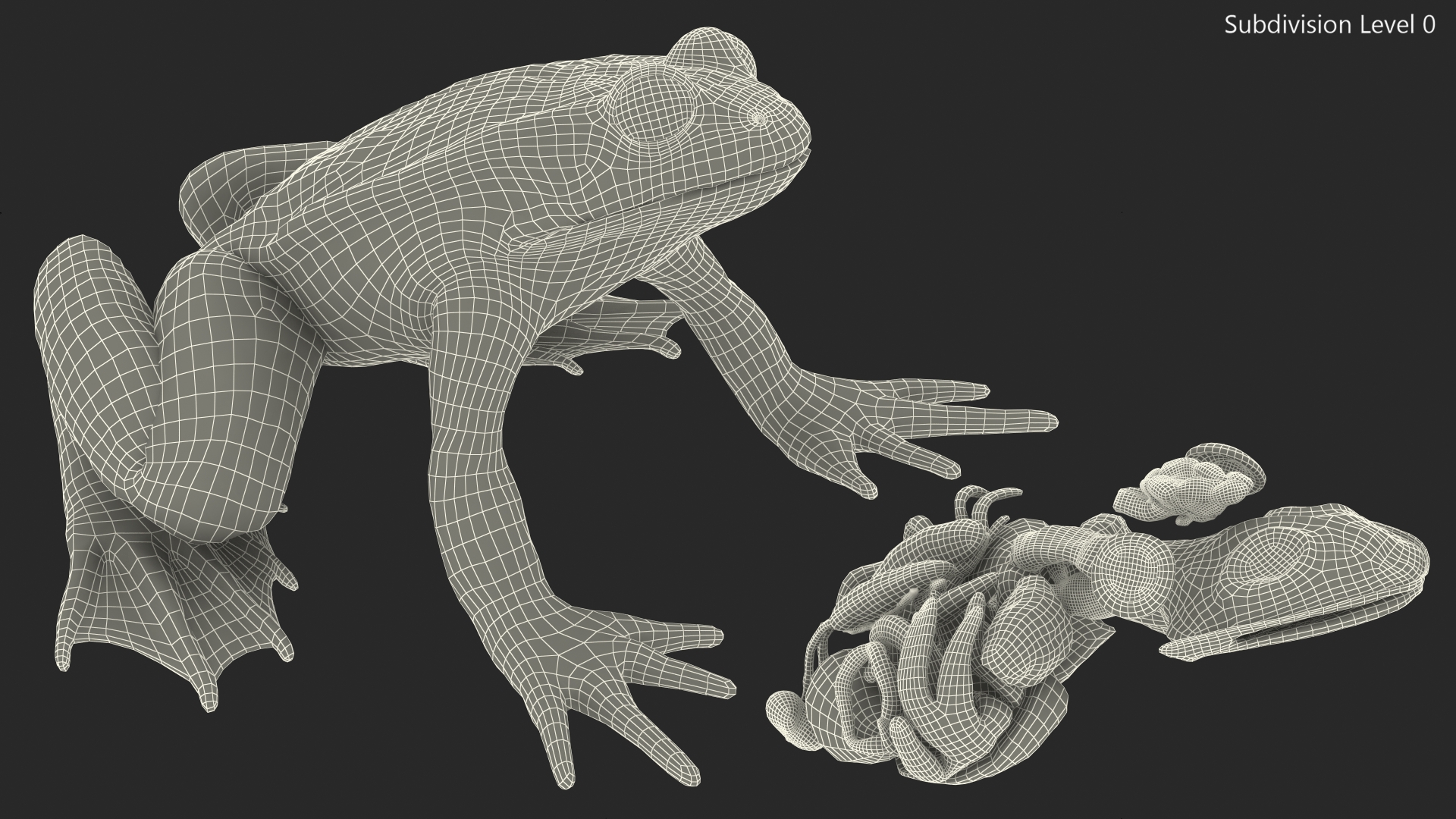 3D model Frog Internal Organs