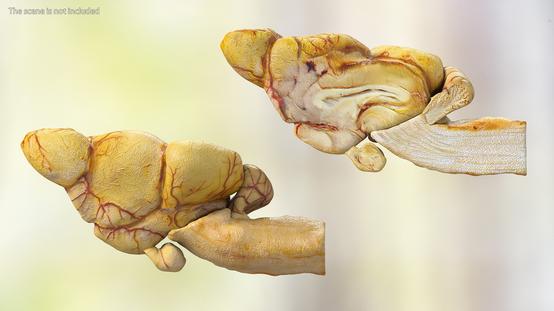 3D model Frog Internal Organs