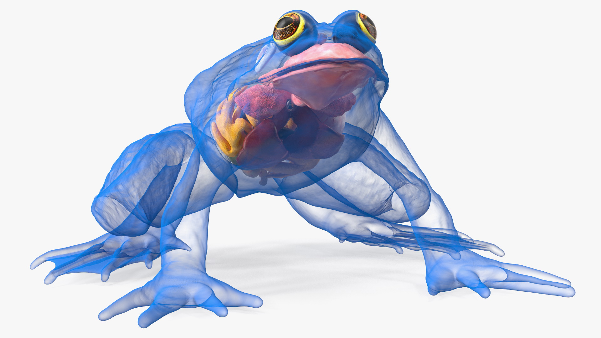 3D model Frog Internal Organs