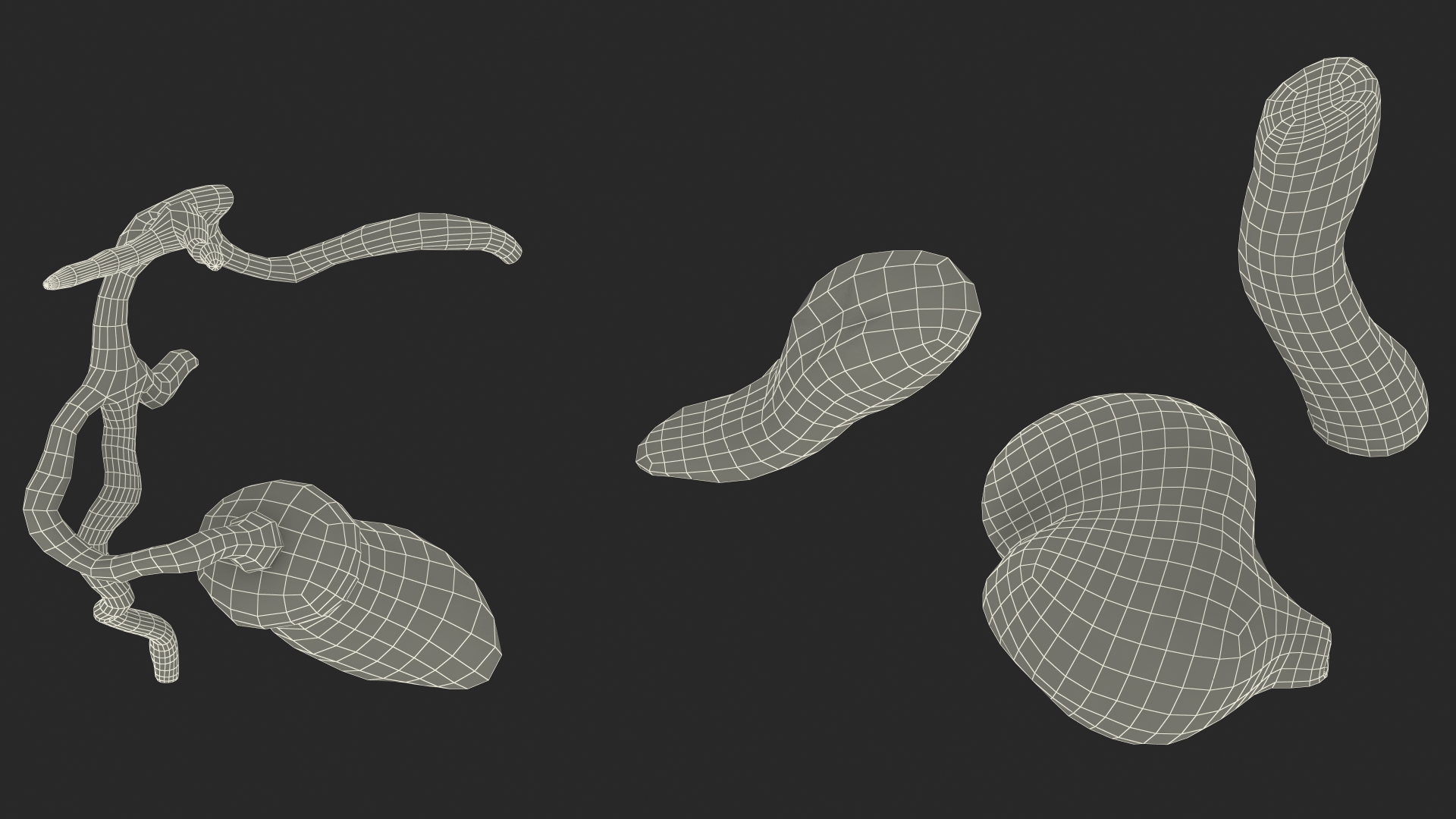 3D model Frog Internal Organs