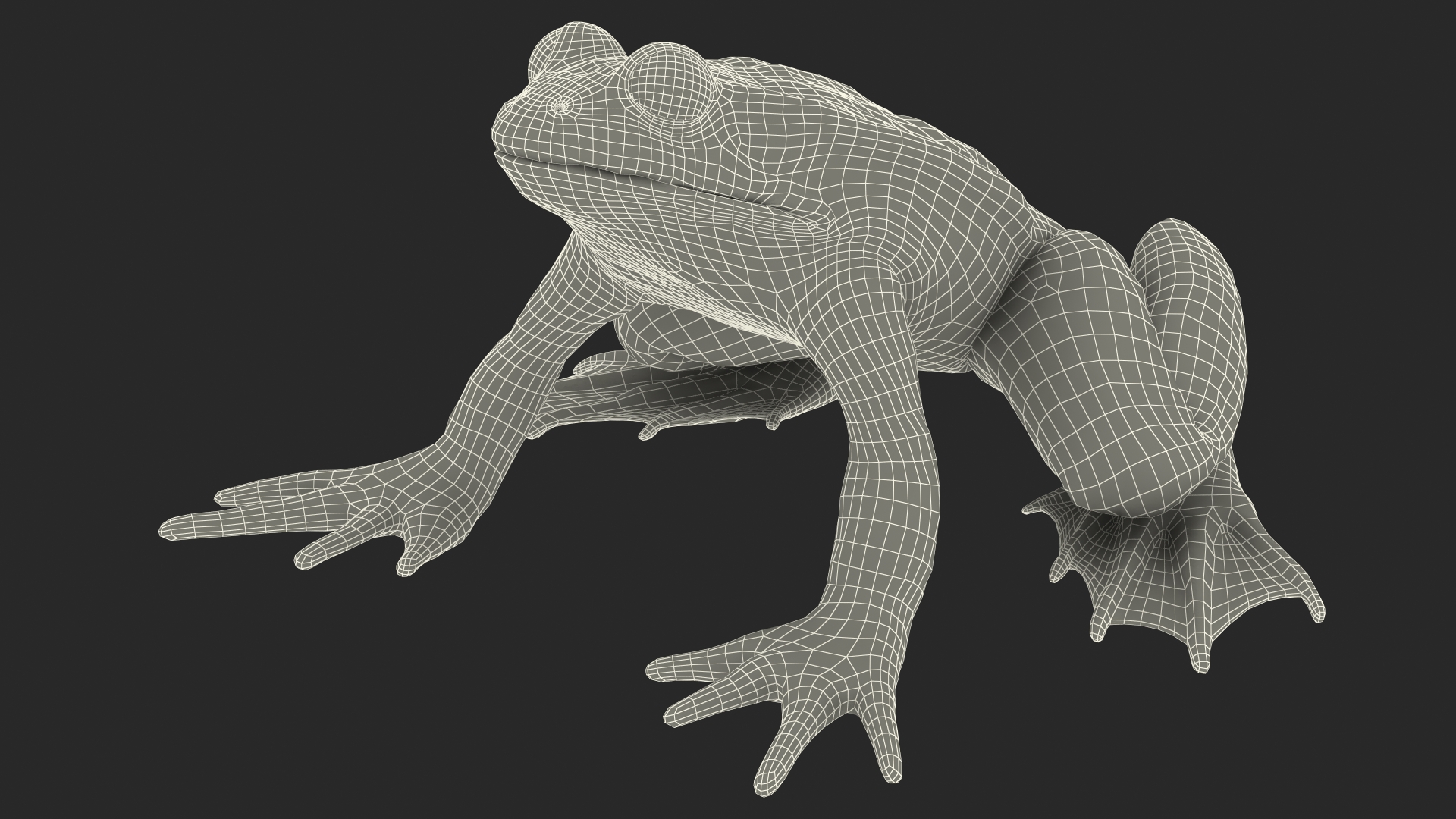 3D model Frog Internal Organs