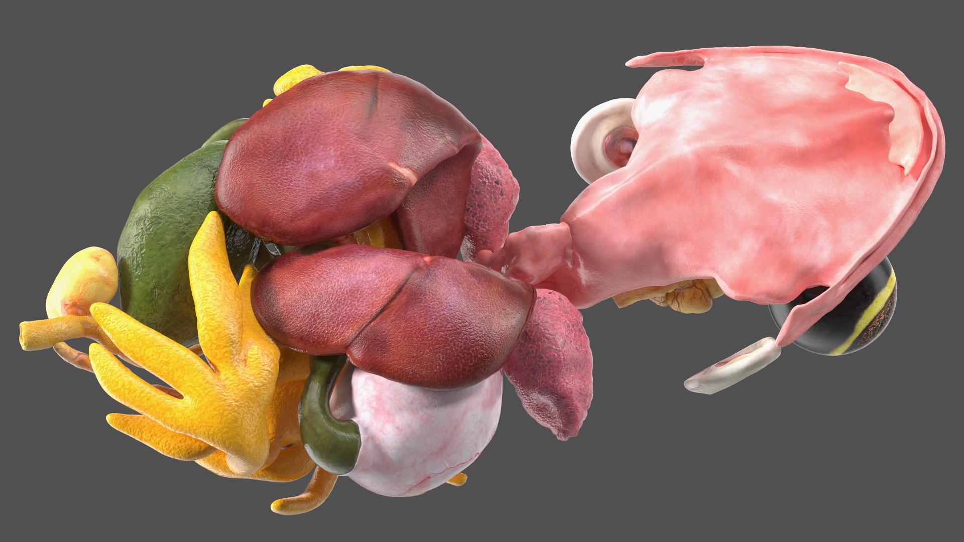 3D model Frog Internal Organs
