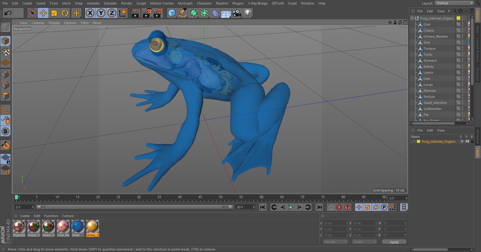 3D model Frog Internal Organs