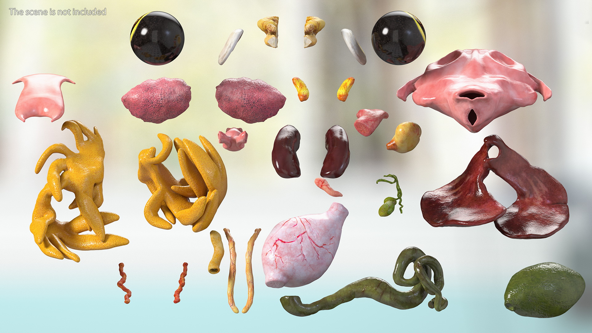 3D model Frog Internal Organs