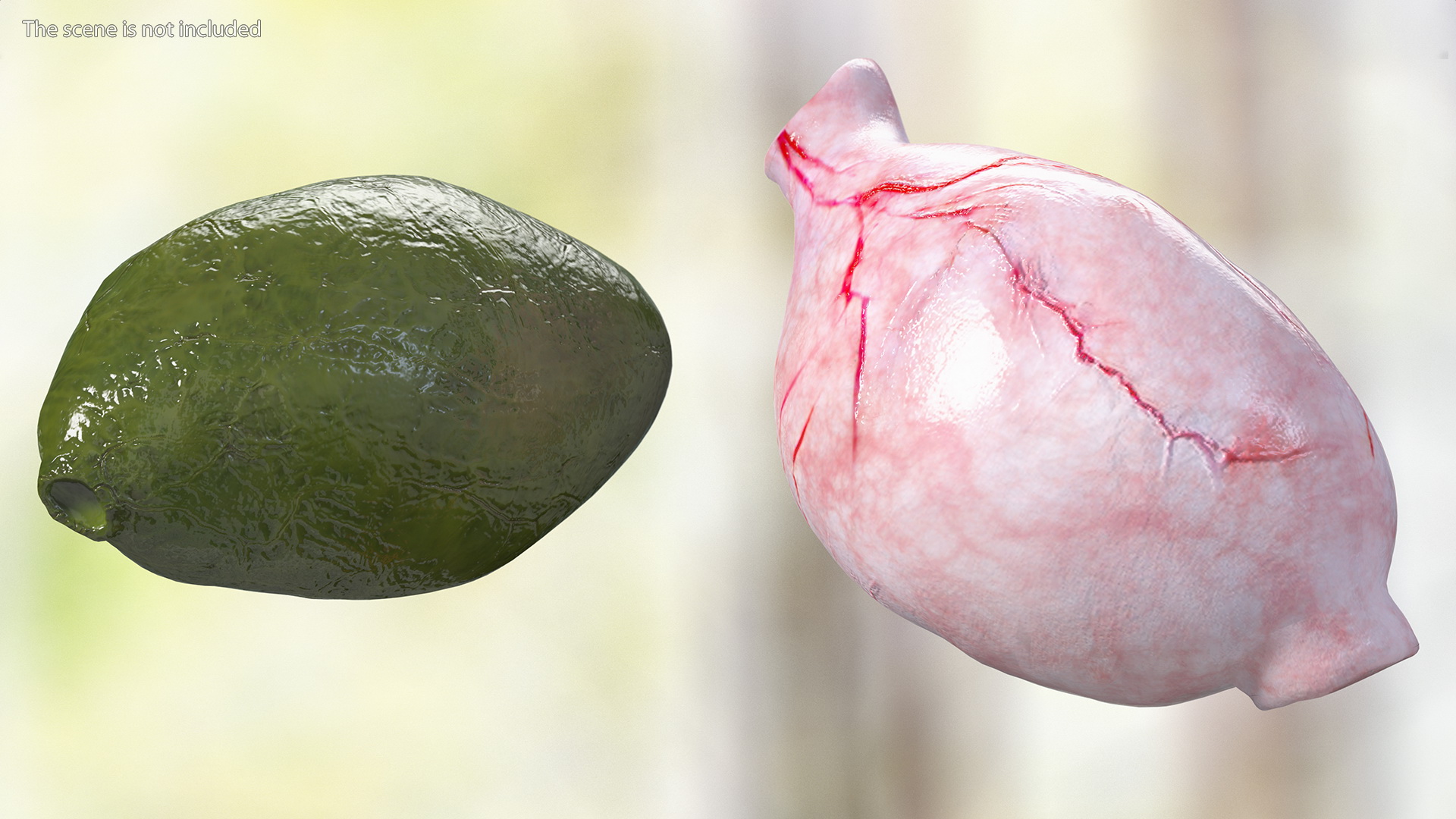 3D model Frog Internal Organs