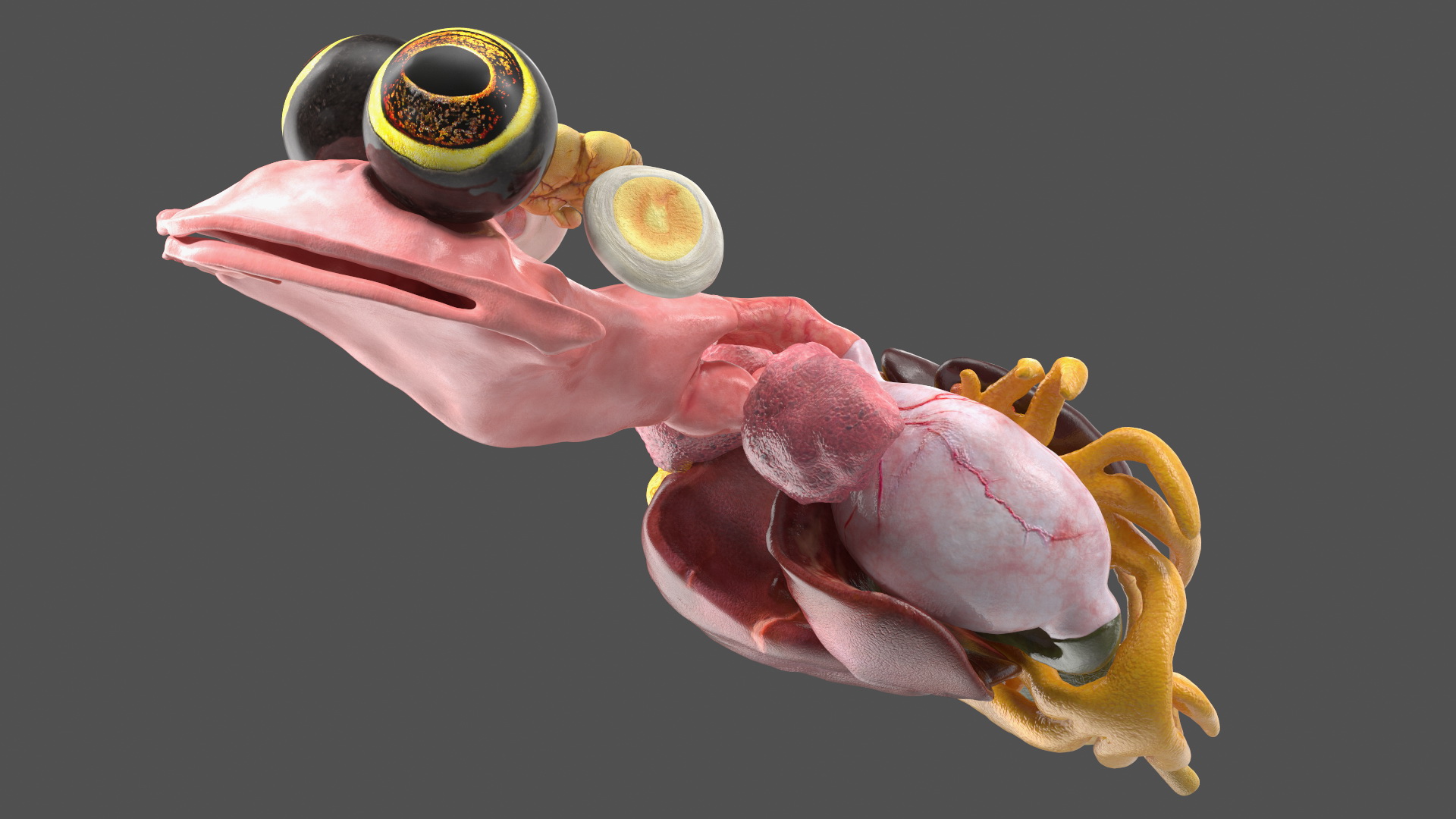 3D model Frog Internal Organs