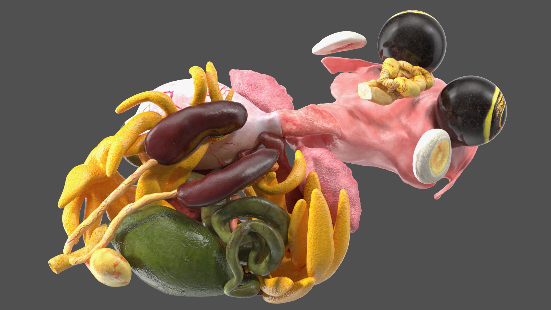 3D model Frog Internal Organs