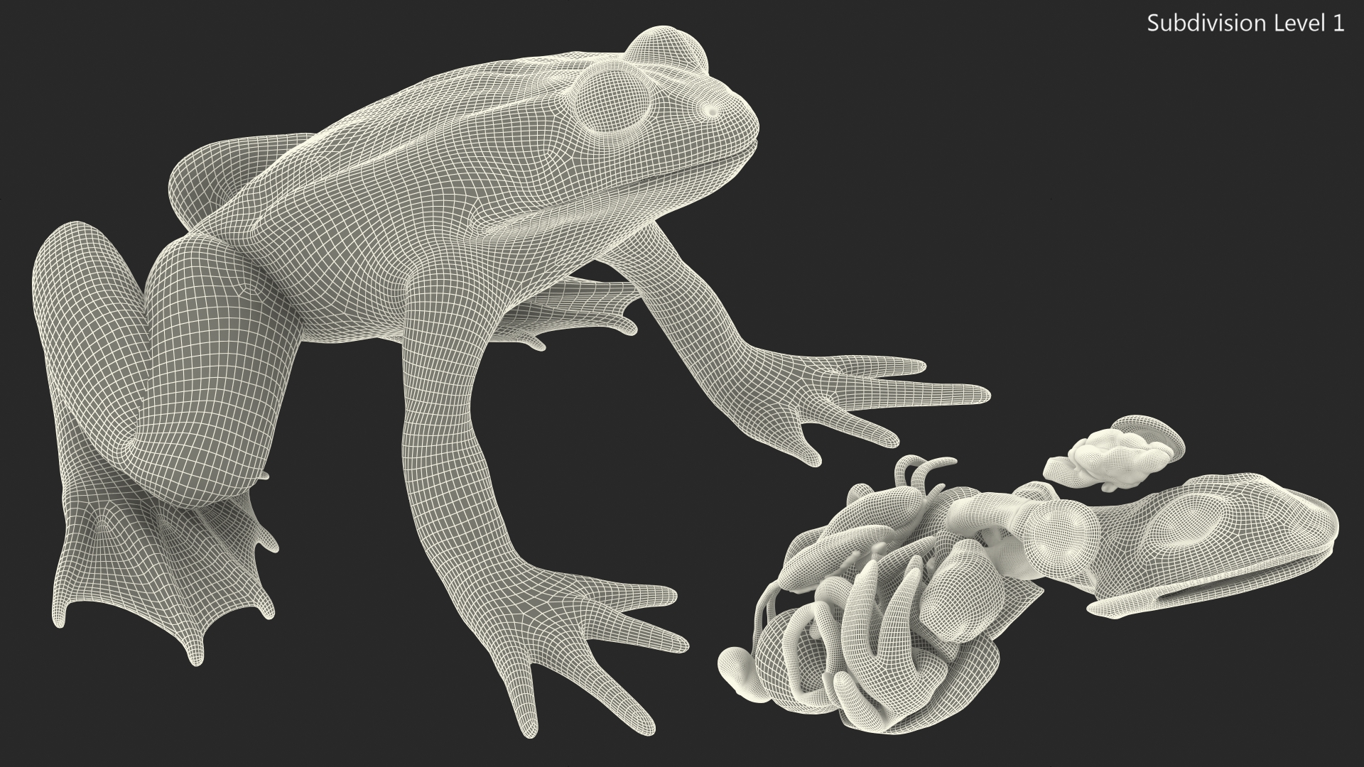 3D model Frog Internal Organs