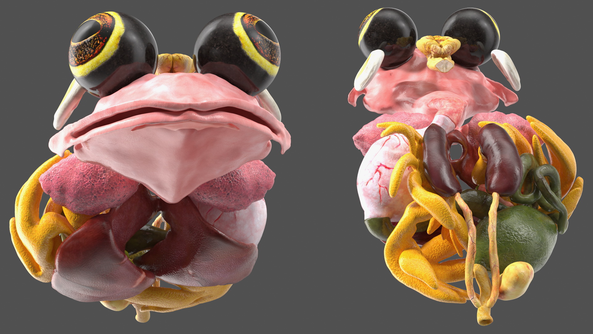 3D model Frog Internal Organs