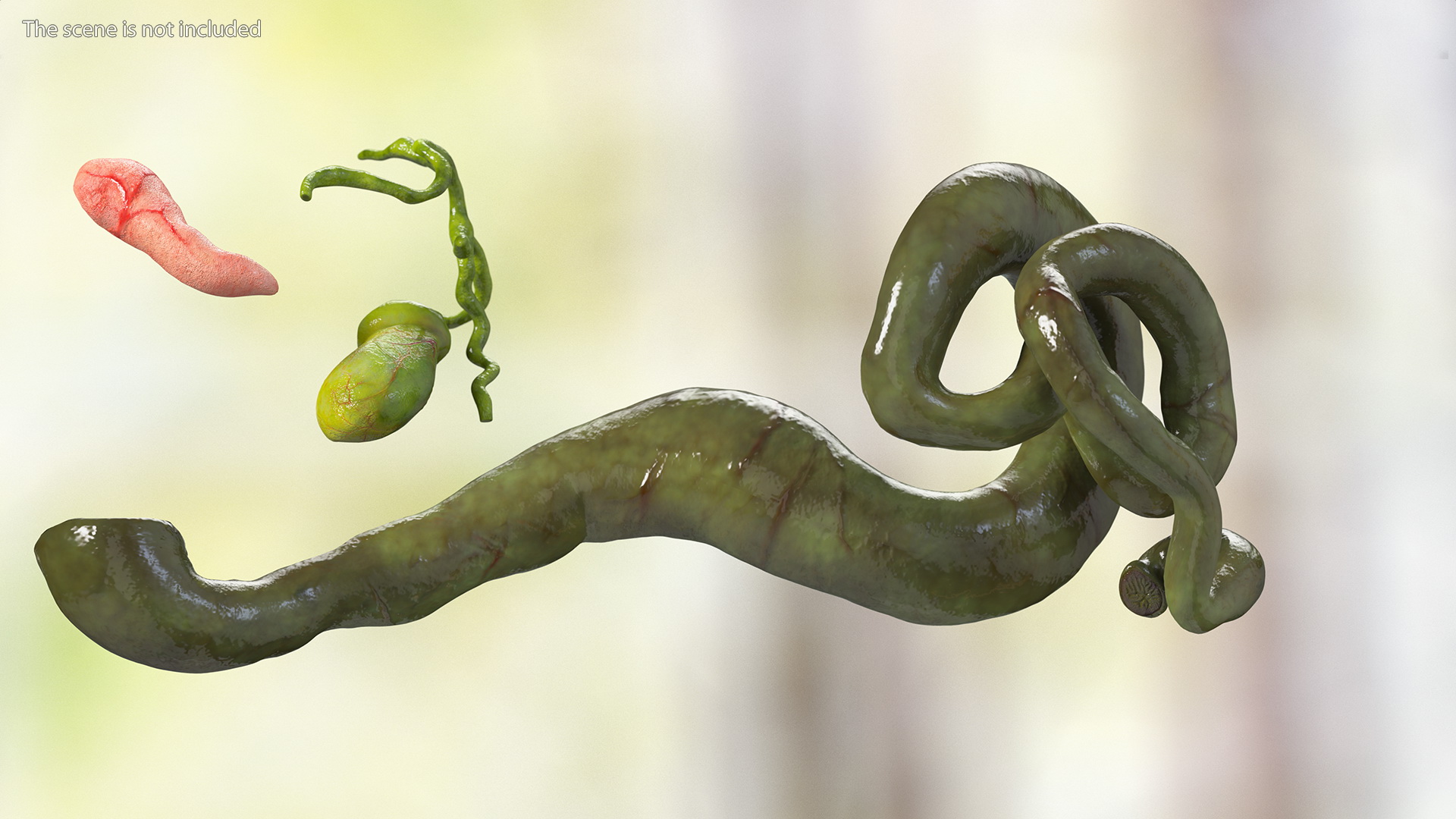 3D model Frog Internal Organs