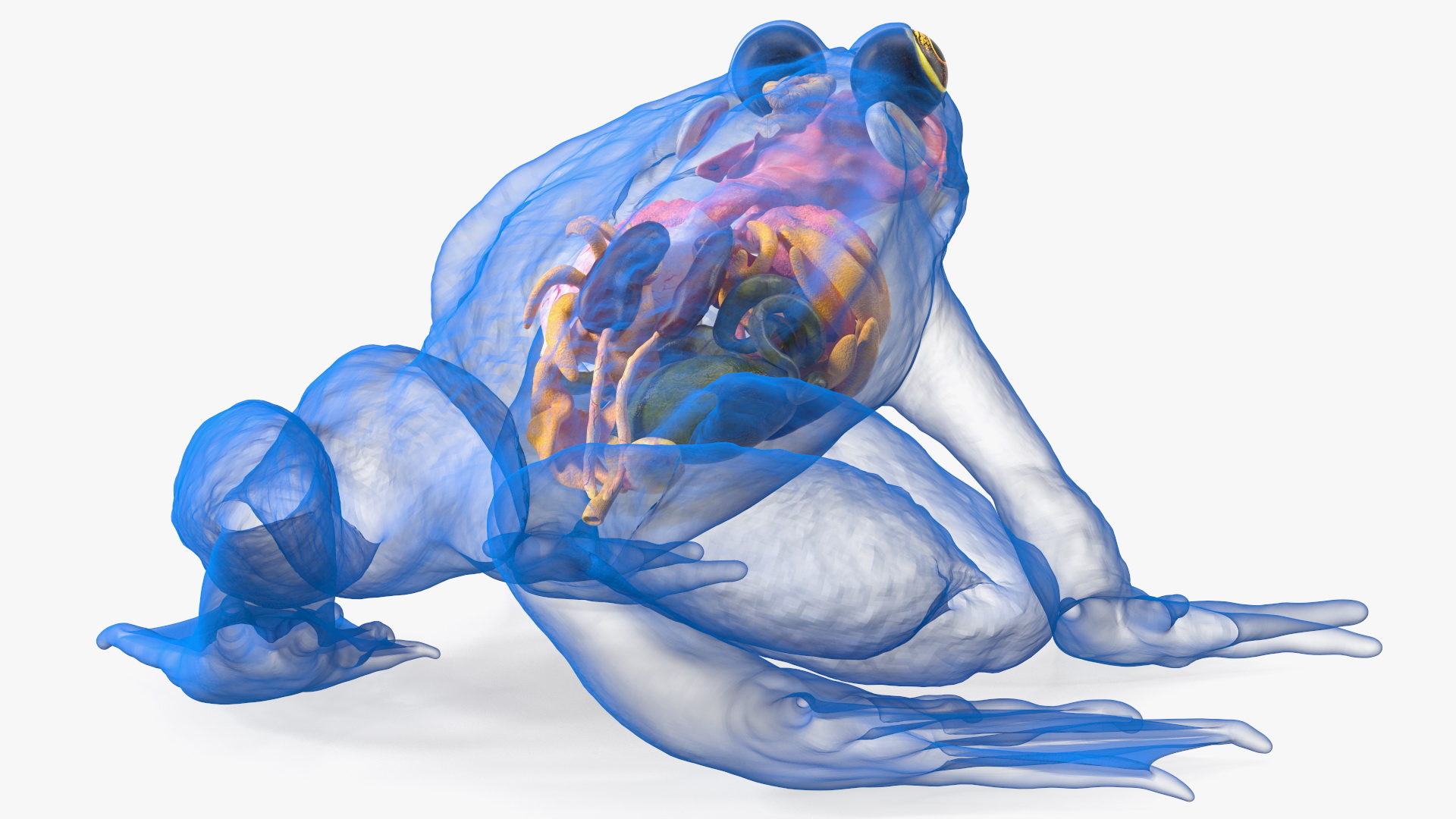 3D model Frog Internal Organs